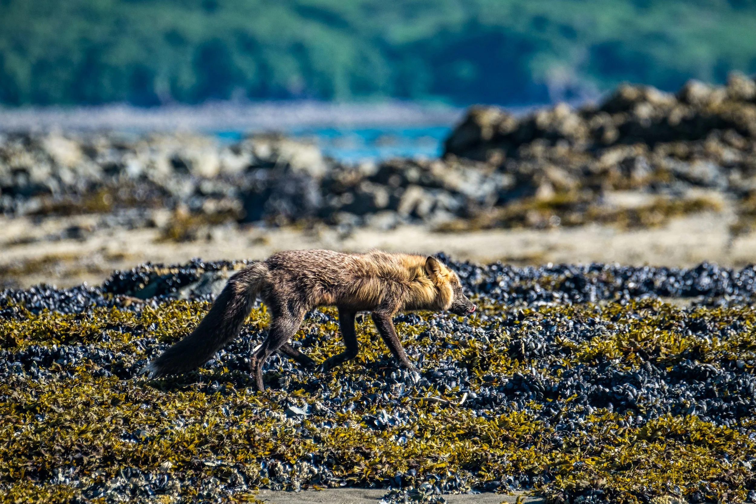 A rare genetic variation of a red fox, called a "cross fox."