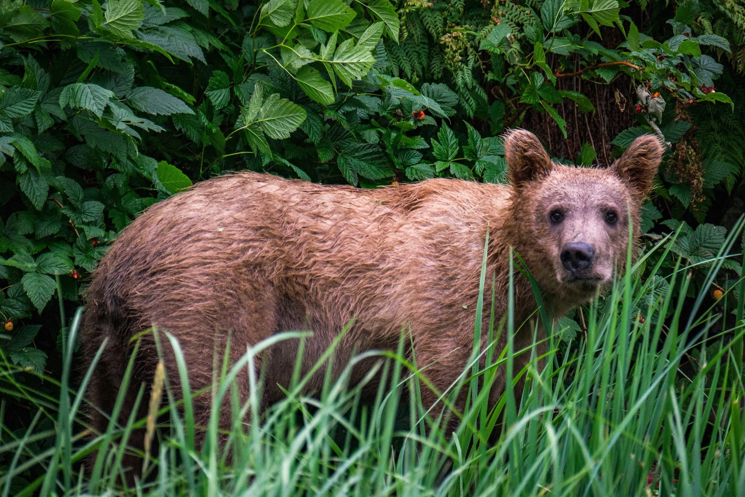 A juvenile bear sizes us up near the Katmai Wilderness Lodge. Check out his sniffer.