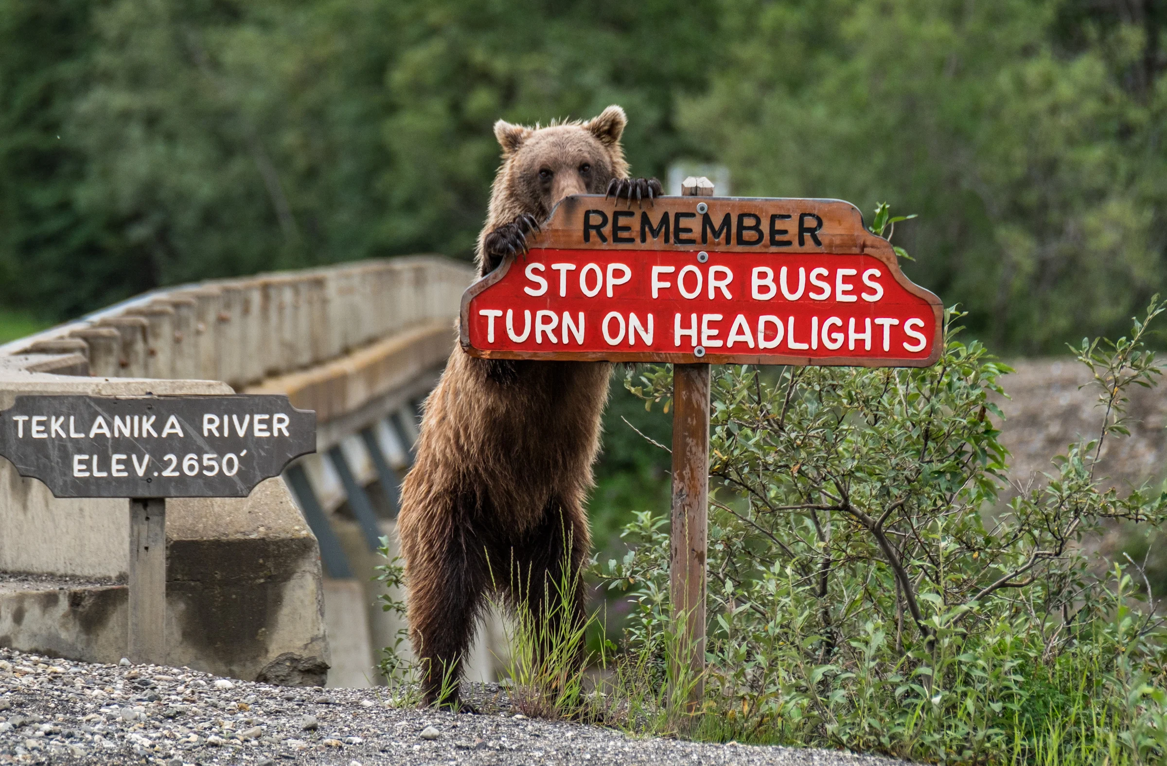 A grizzly bear reminds motorists to obey road rules in Denali National Park in Alaska. 