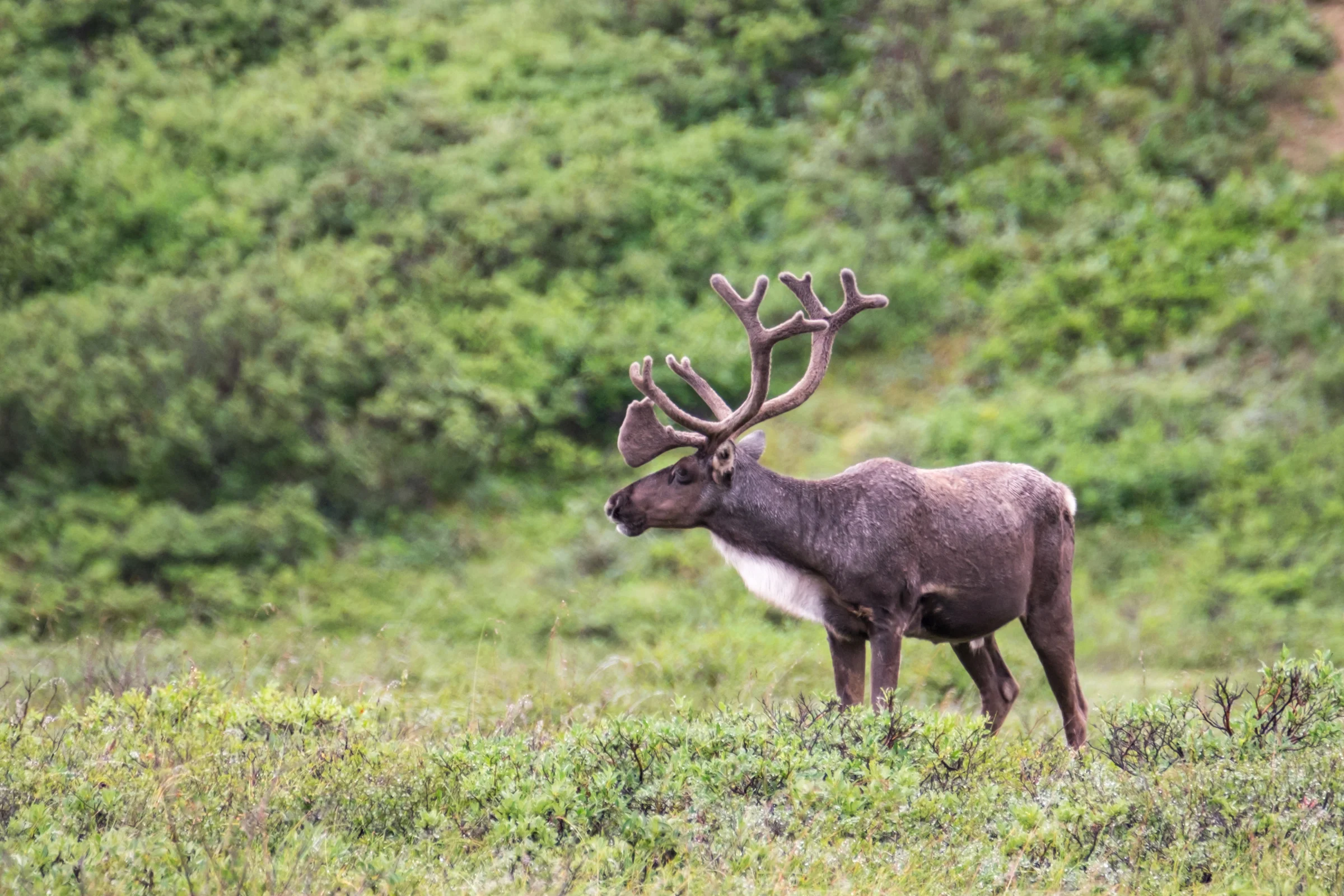 The difference between a caribou and a reindeer is that caribou are wild whereas reindeer are domesticated.