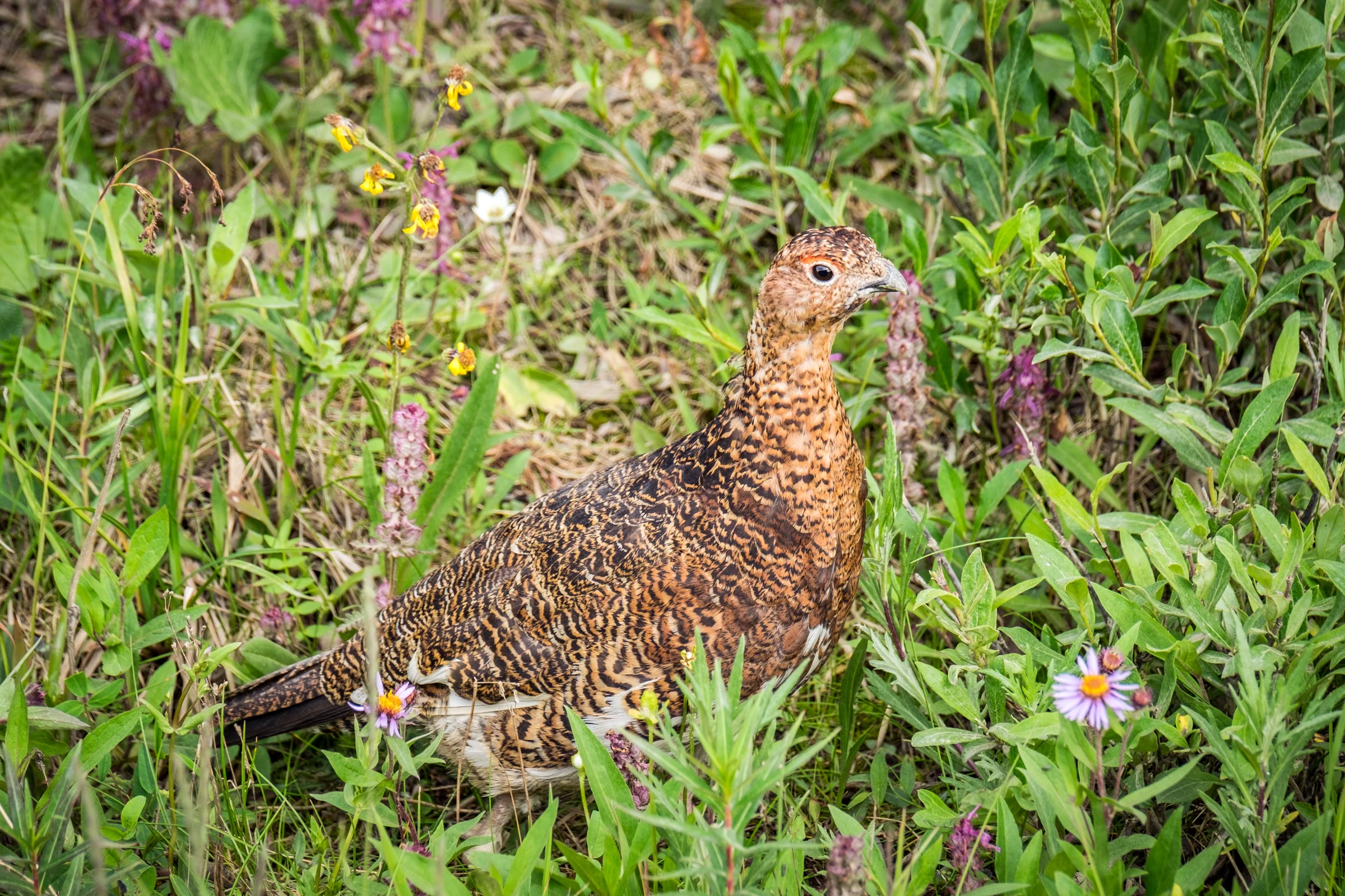 The ptarmigan (with a silent "p") is the state bird of Alaska.