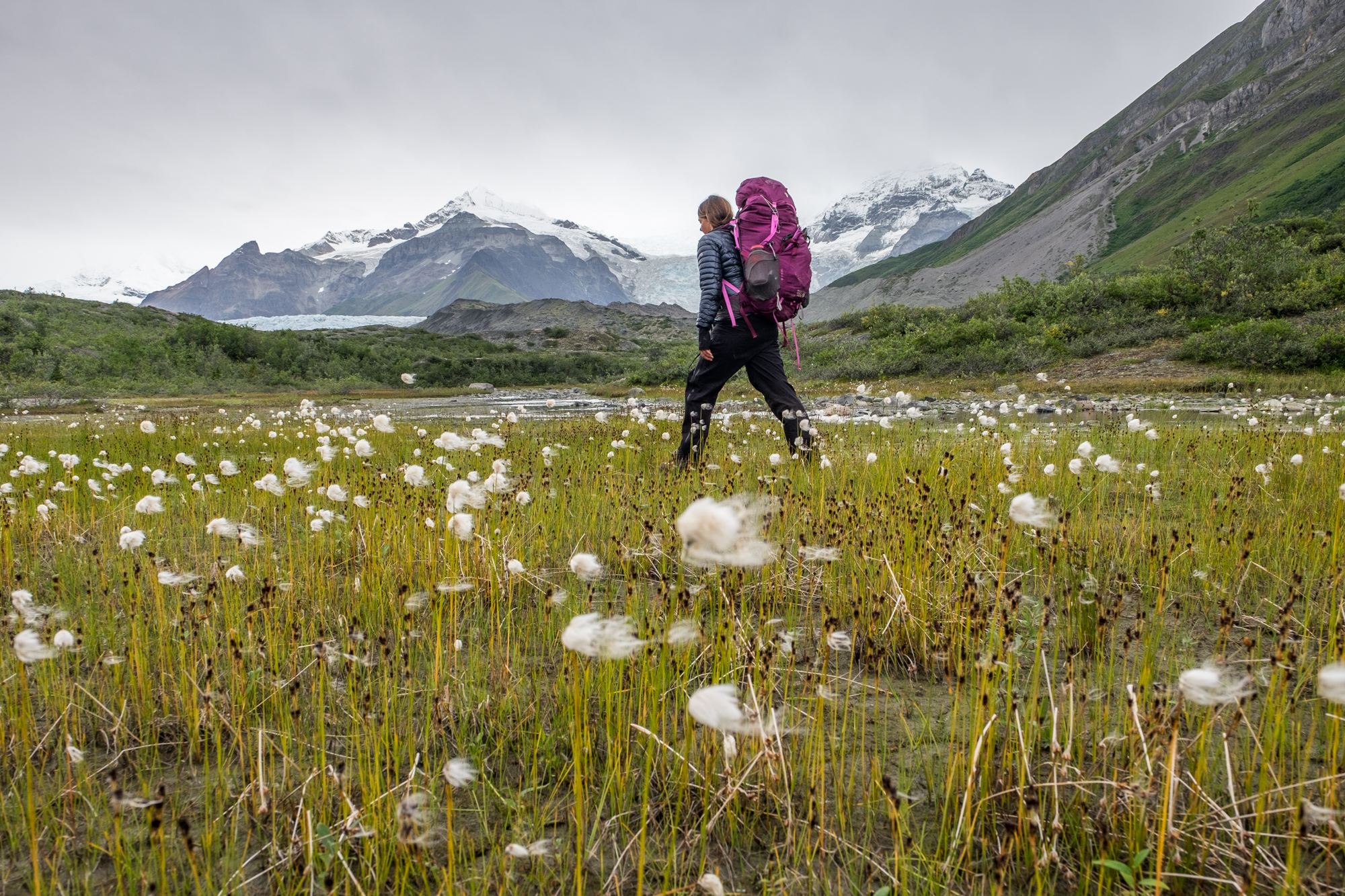 Stefanie walks through Eriophorum, Alaskan cottongrass, also known as "Einstein plants" en route to an alpine lake where we will camp for a night before moving on to the next camp site. 