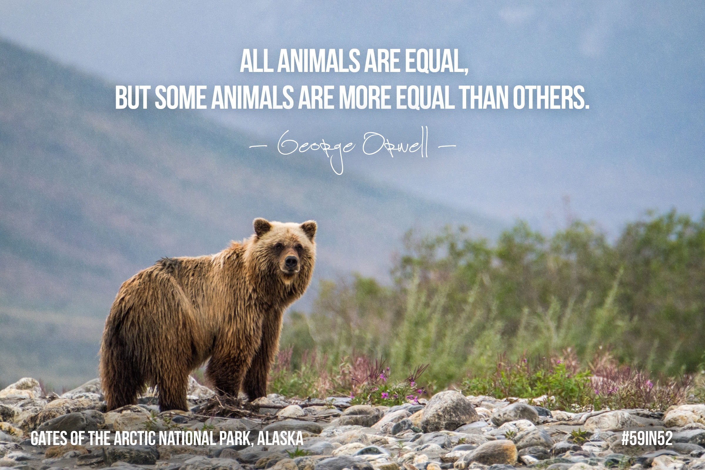   'All animals are equal, but some animals are more equal than others.' - George Orwell  