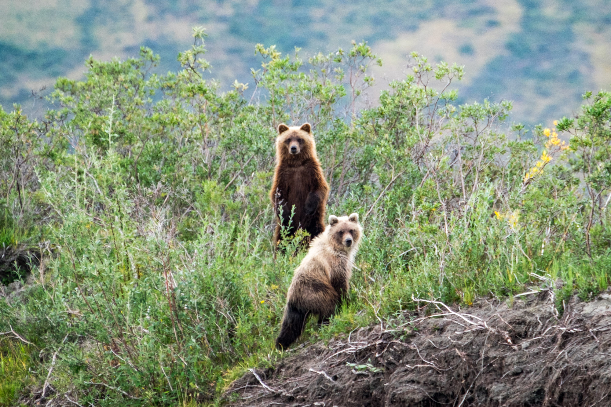 Grizzly cubs curiously watch us paddle by.