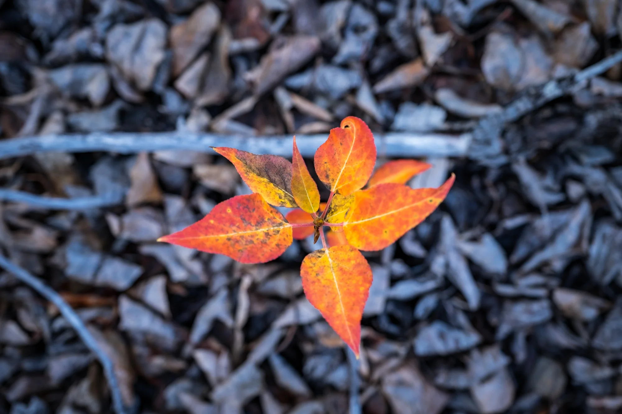 Fall foliage sprouts from the forest floor.