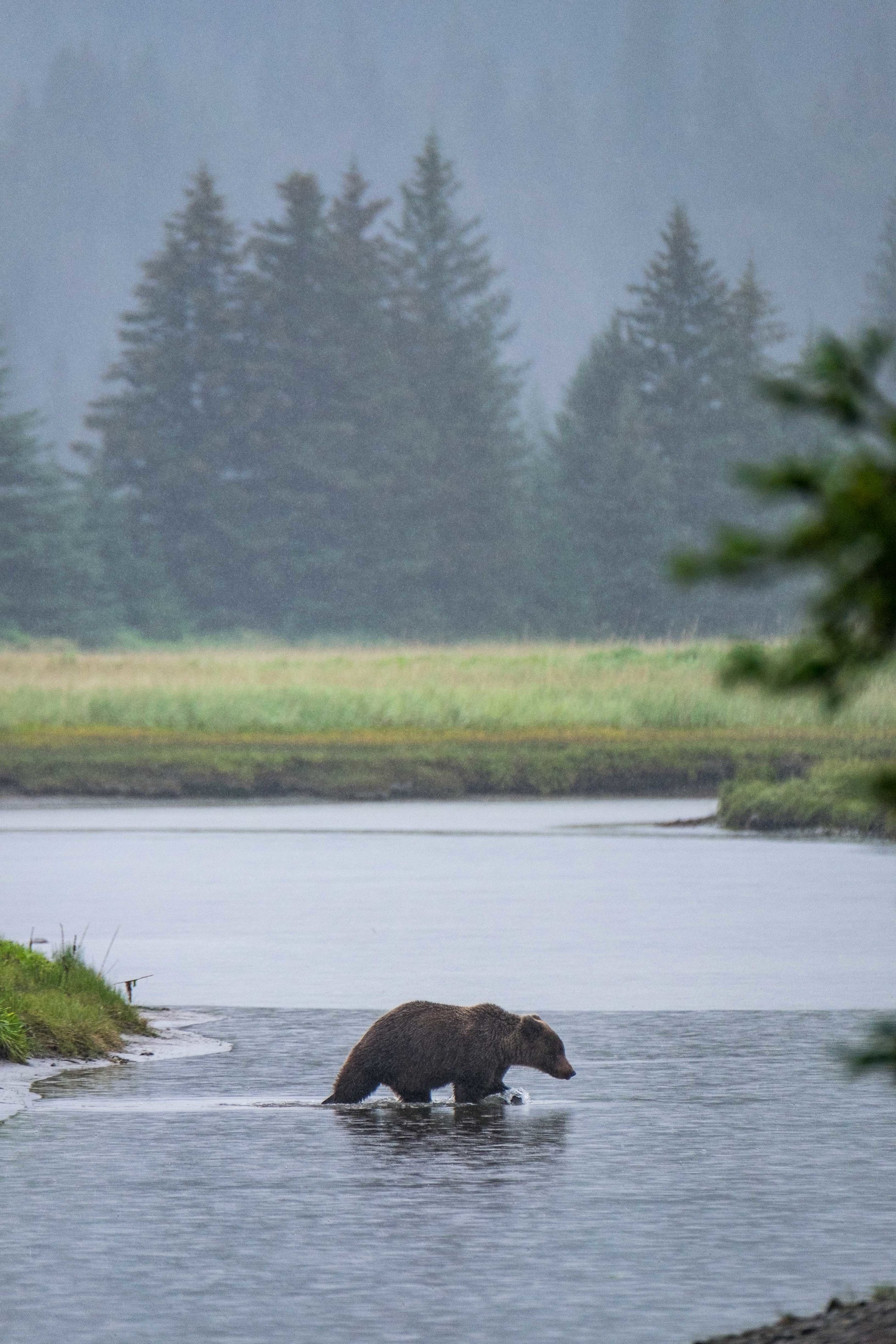 Black Bears - Lake Clark National Park & Preserve (U.S. National Park  Service)