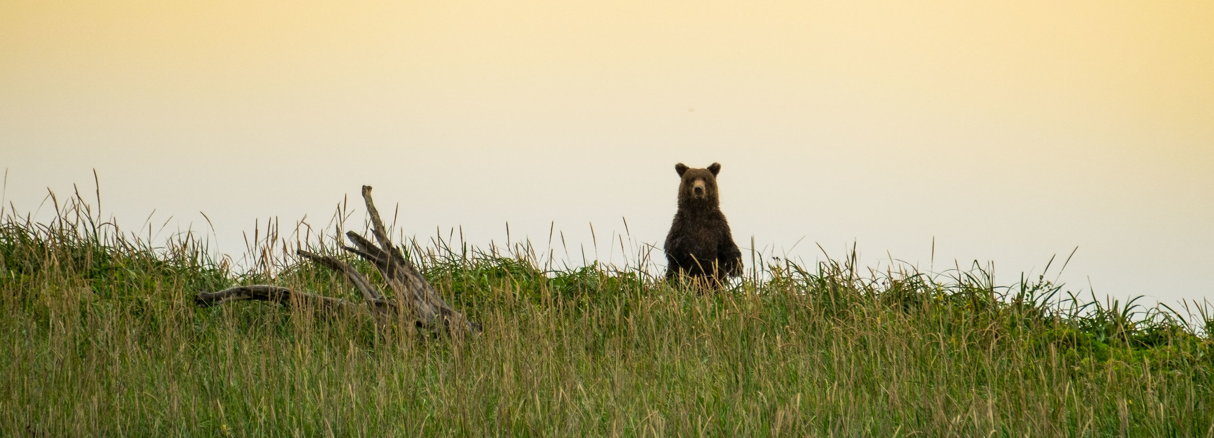 Bear checking us out in Lake Clark National Park!