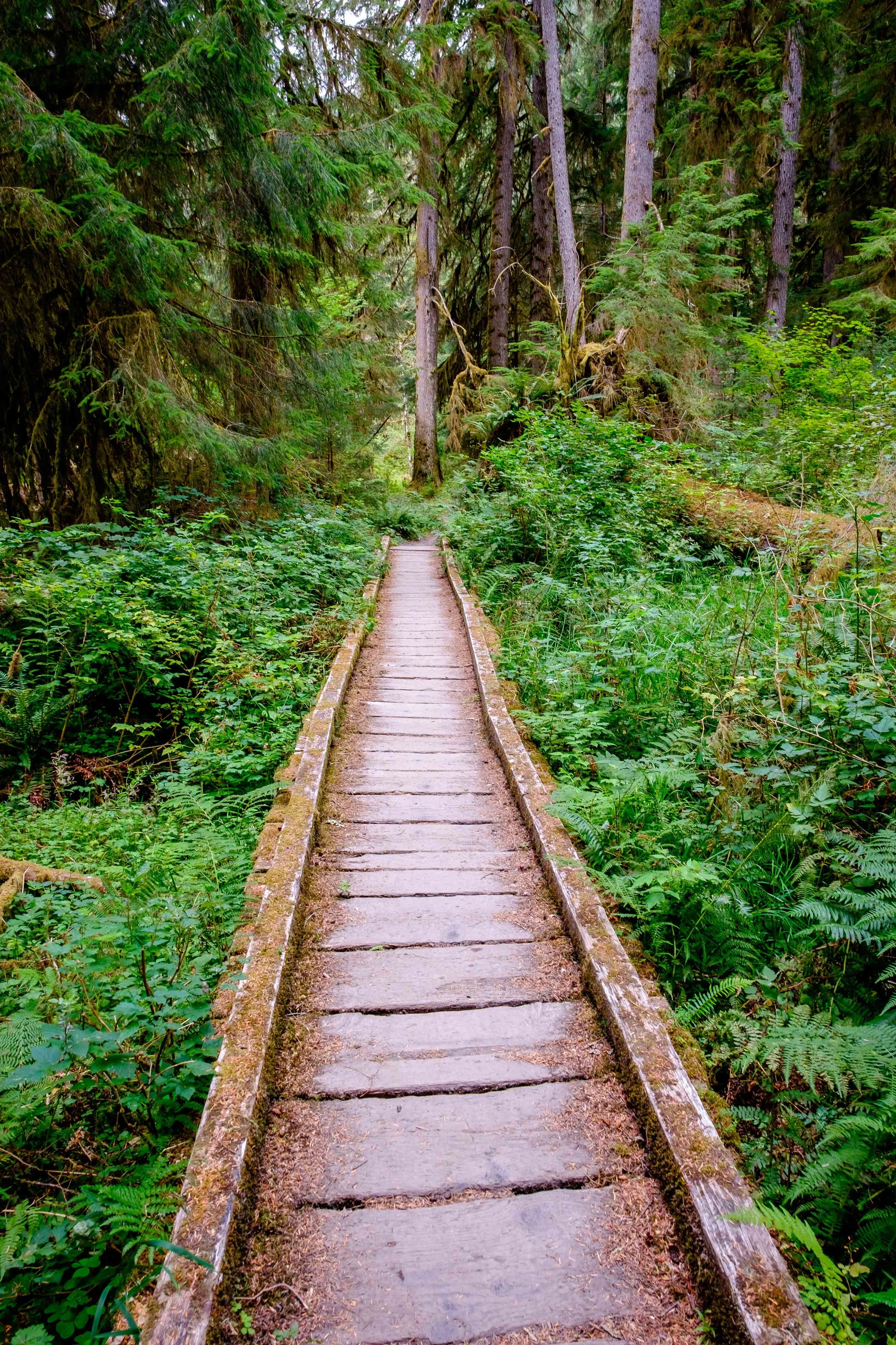 On the trail into the wilds of the Hoh Rainforest in Olympic National Park.