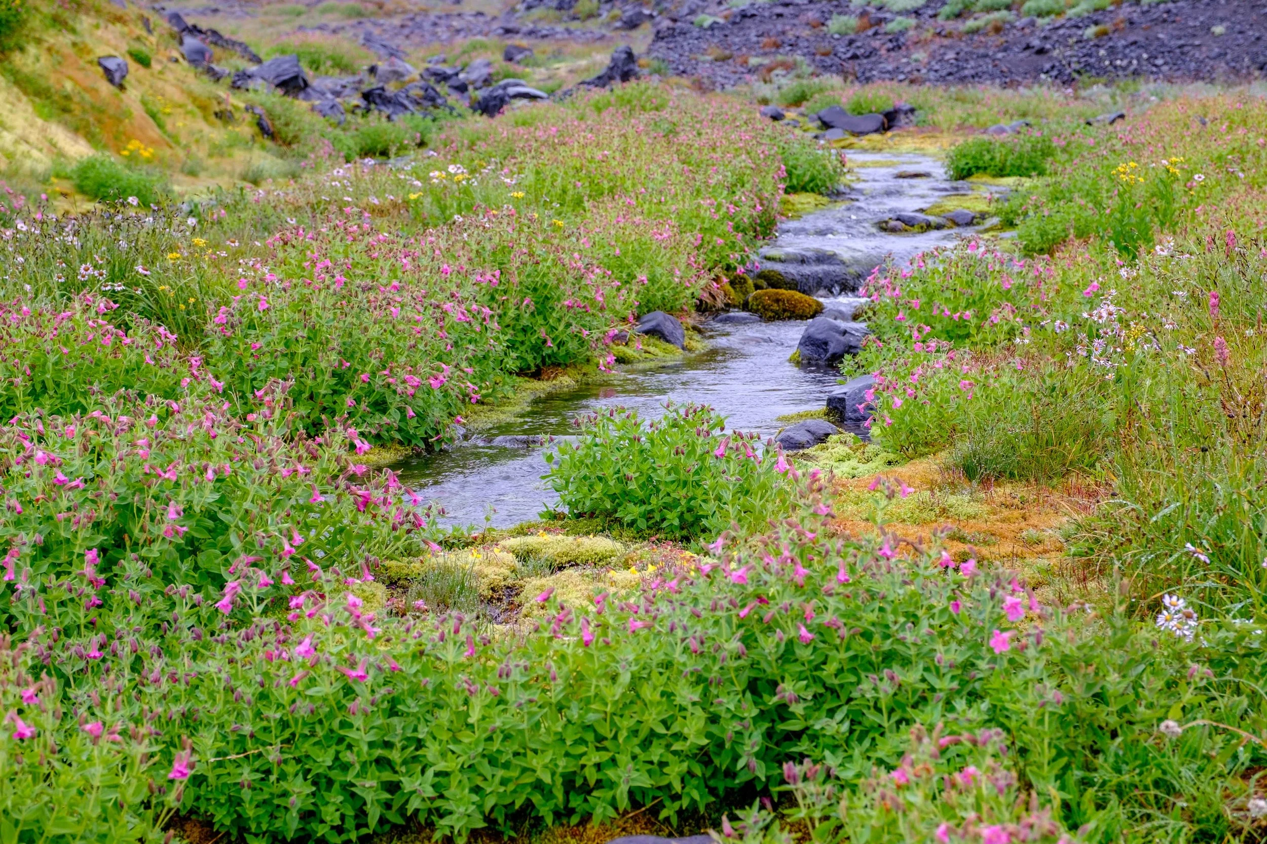 Wildflowers still dusting the landscape late in the 2016 summer season.