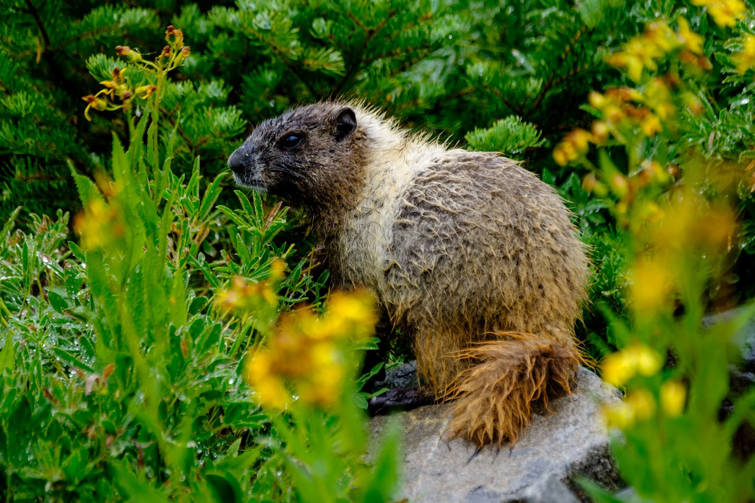 A marmot hangs out on Skyline Trail. 