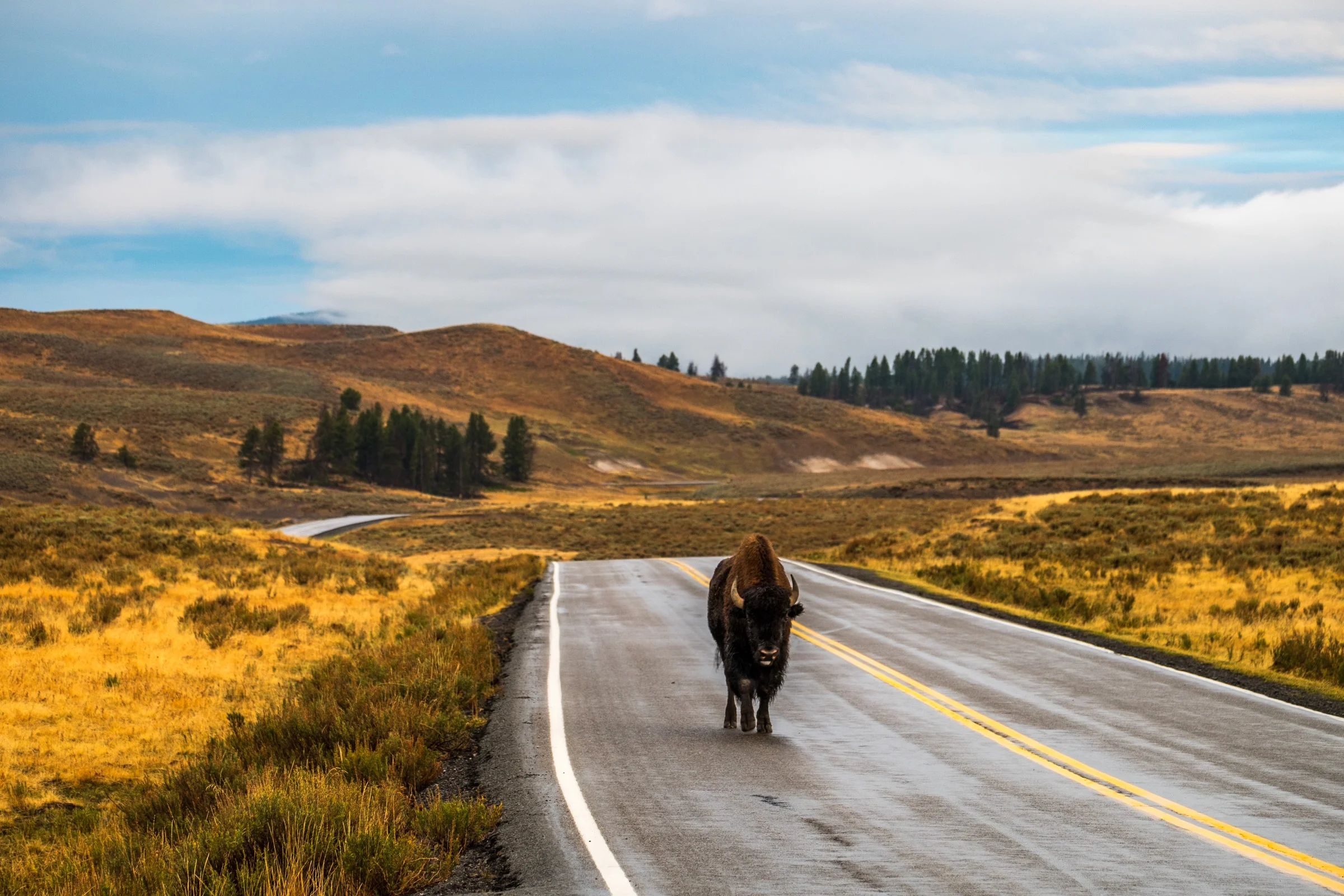 Share the Road doesn’t always extend to cyclists. Our sunrise drive in the Grand Loop Road Historic District was met by a small group of bison, this one taking a morning stroll. 