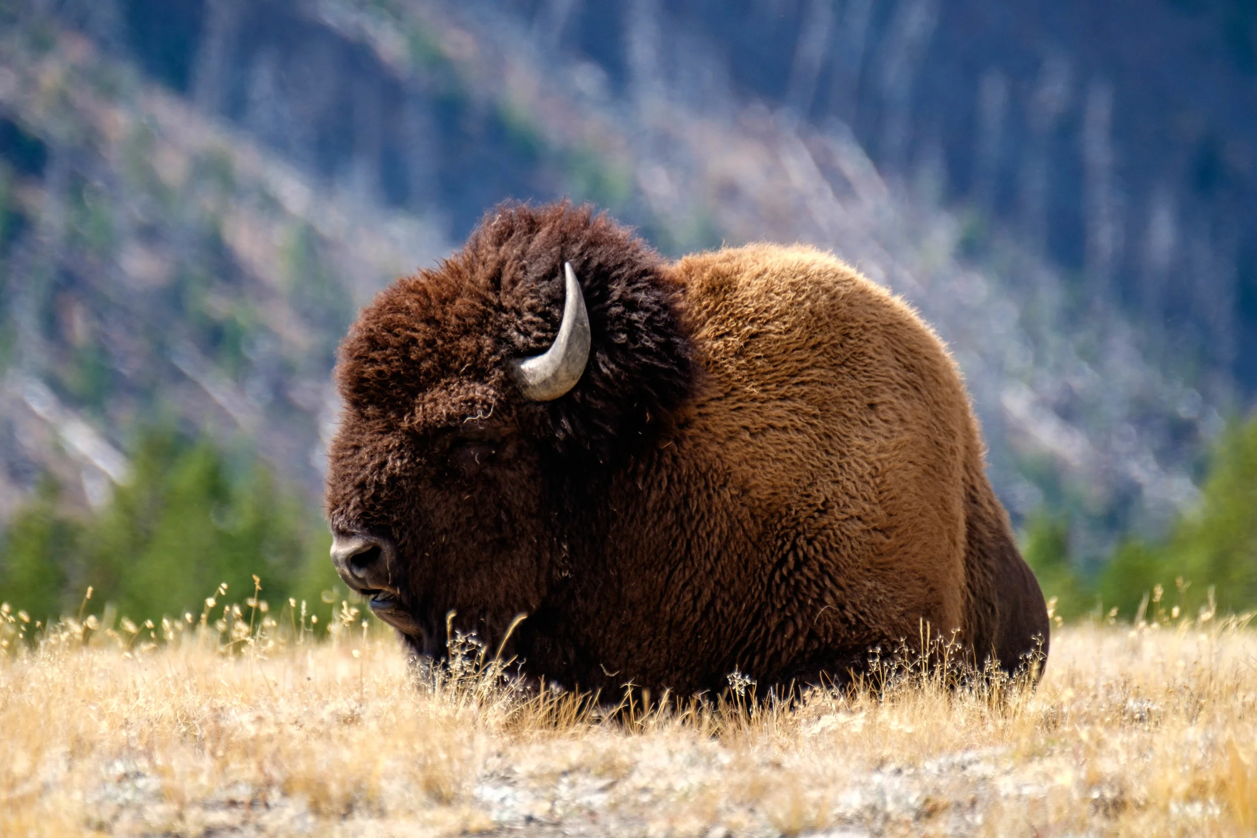 The National Park Service chose this animal, the American bison, to represent all of American wildlife on their logo insignia. 