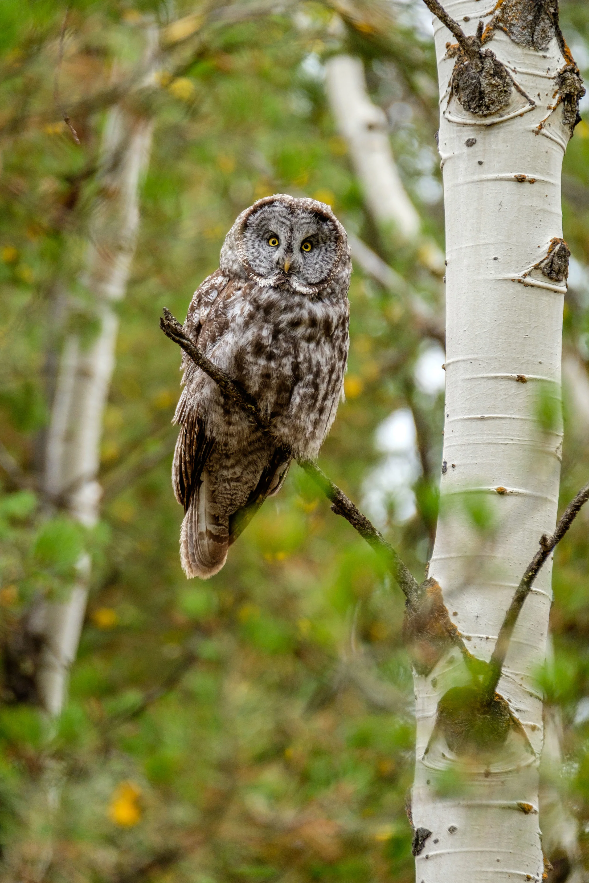 A Great Gray Owl next to an aspen tree in the Grand Tetons. 