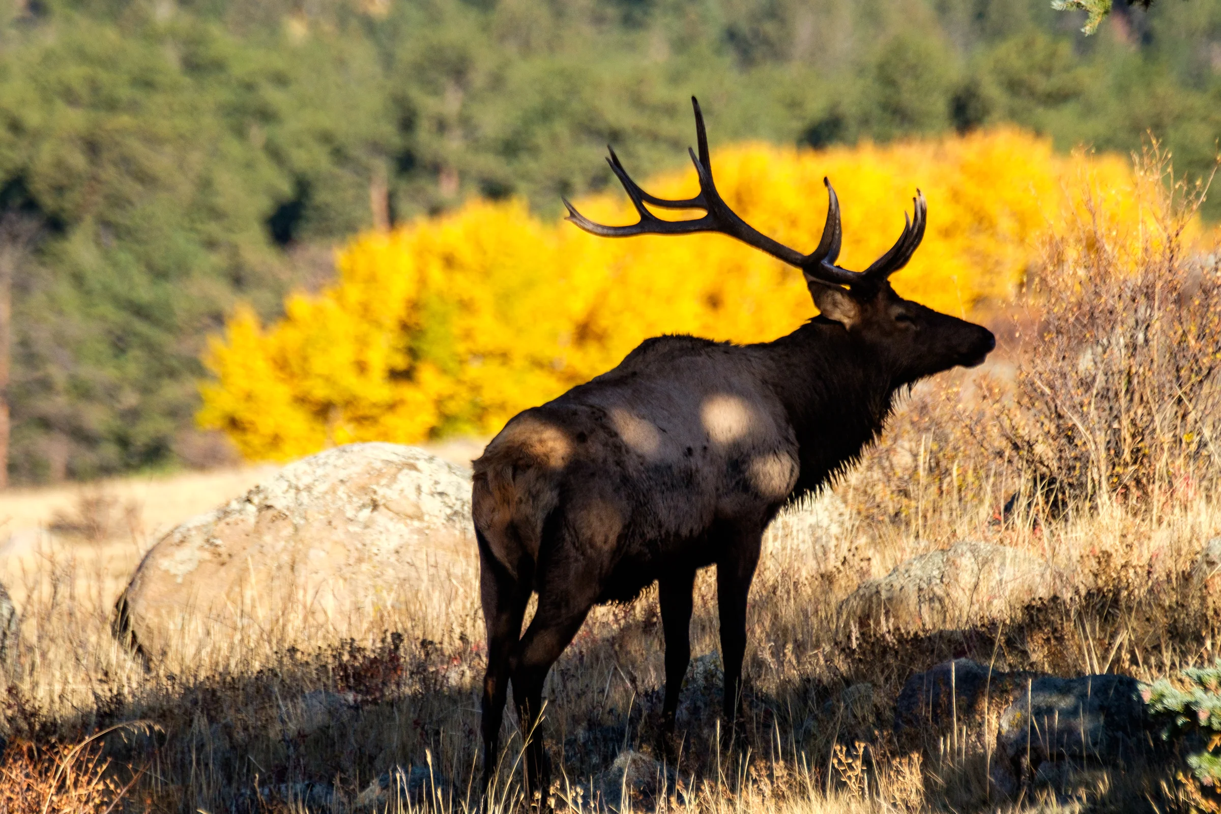 Elk can be spotted in all areas of the park and in Estes Park. 