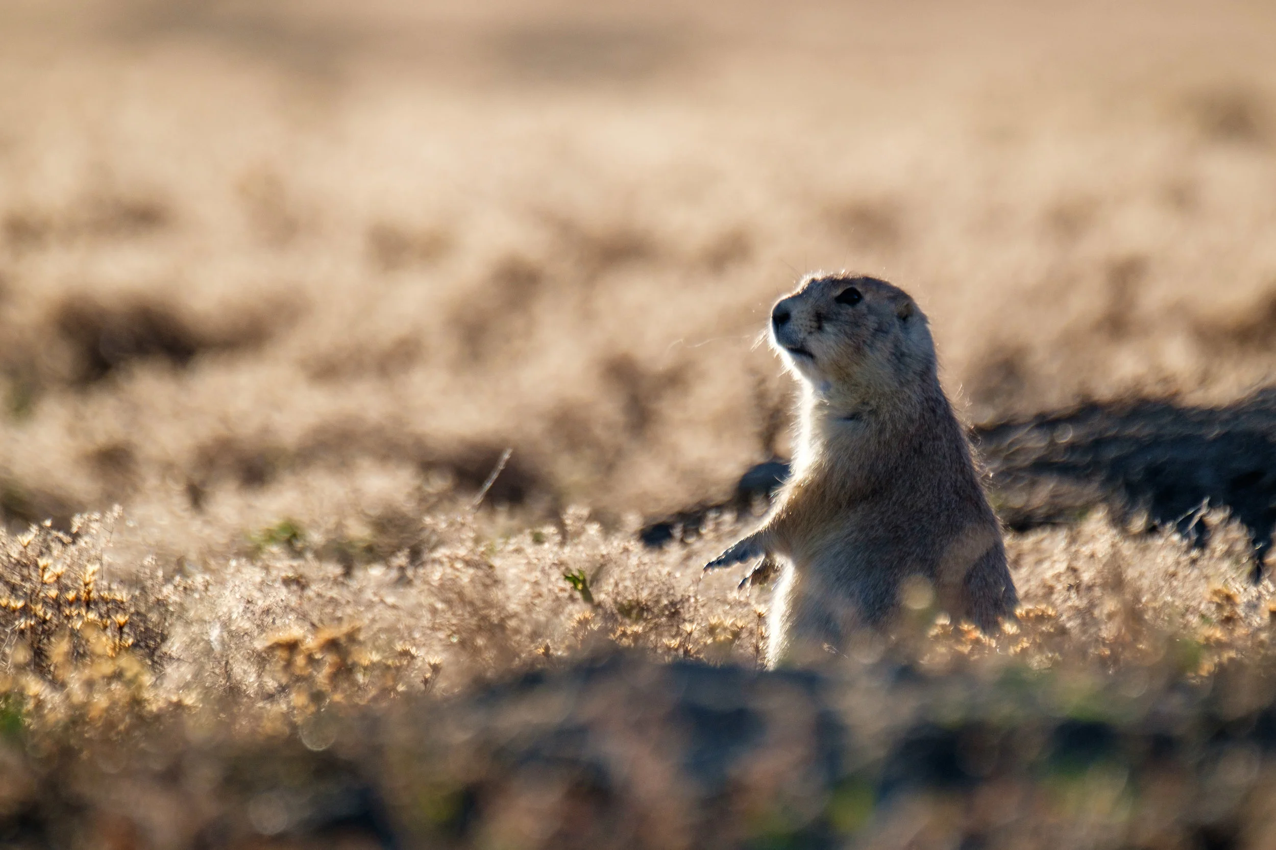 A prairie dog pops up out of his burrow to see what's happening.