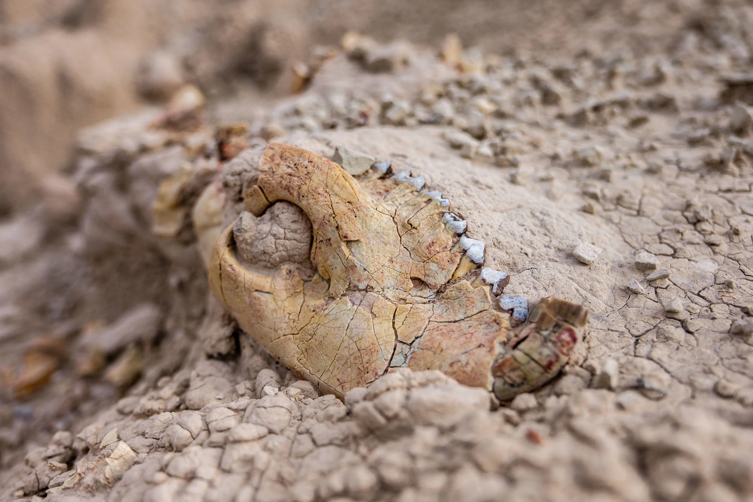 Unidentified mammal fossils of the Oligocene Epoch era, 30-33 million years ago, in Cedar Pass.