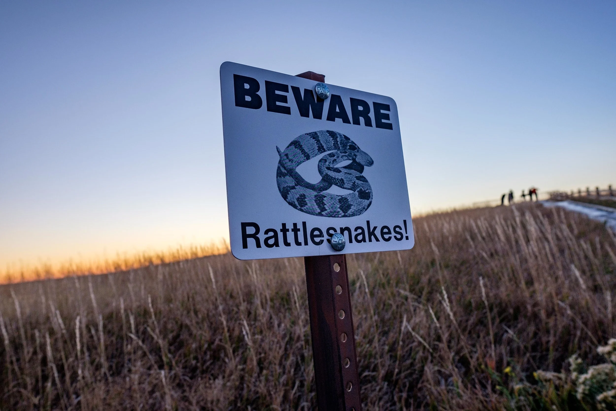 Prairie rattlesnakes are the only venomous snake in Badlands National Park.