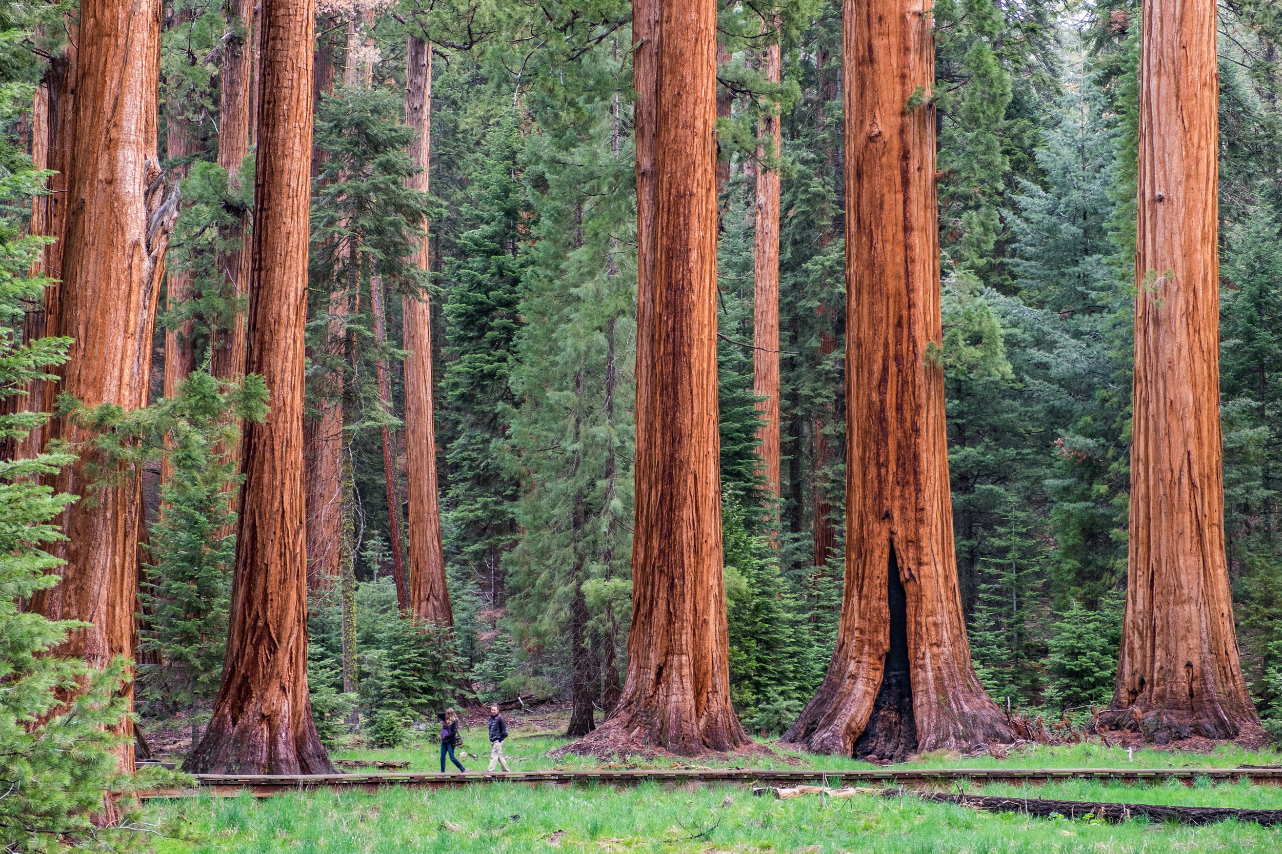 Wandering among the largest trees in the world at Big Trees Trail in Sequoia. Shot with FUJIFILM X-T1.
