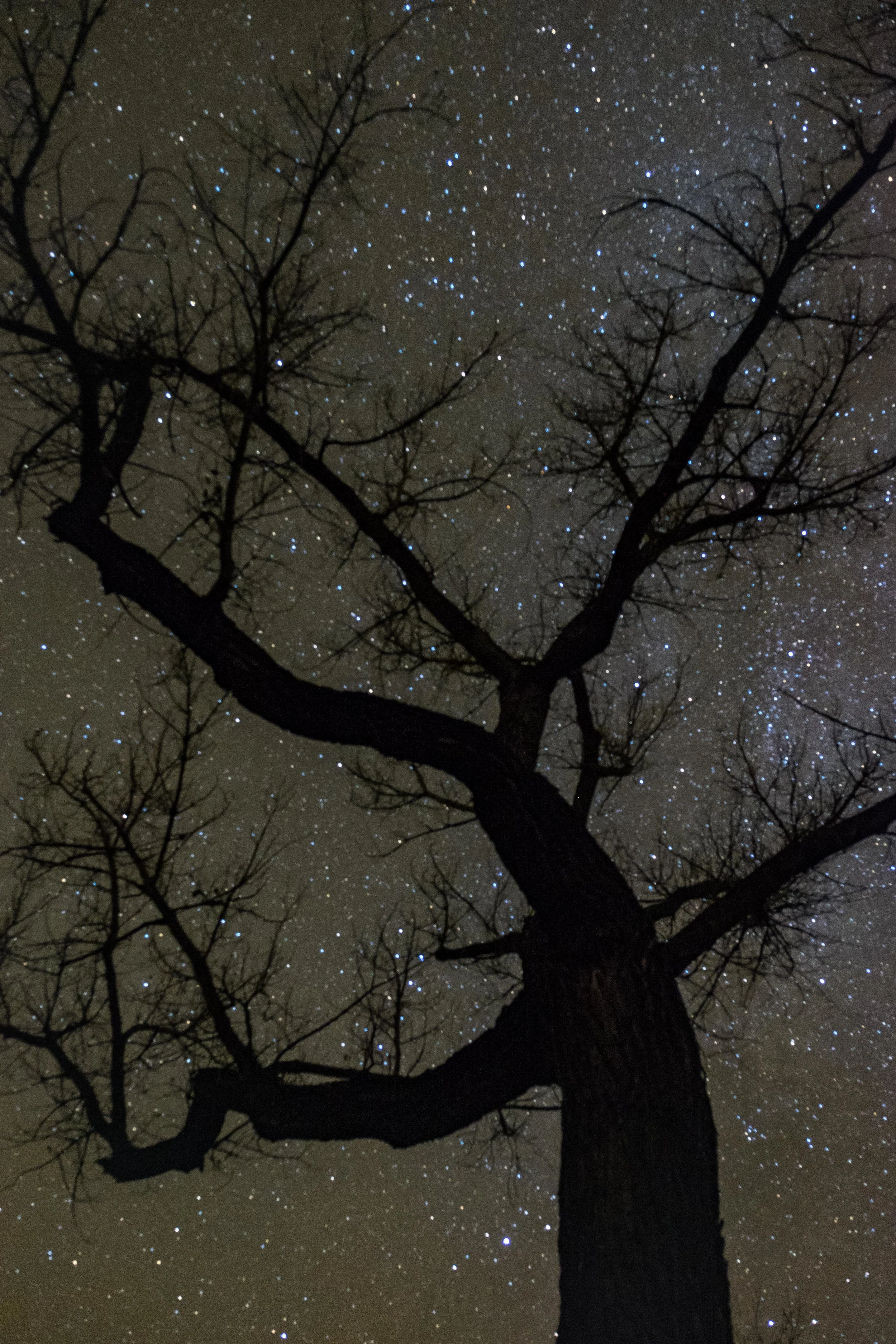 Stars shimmer behind a cottonwood tree in the northern unit of the park. 