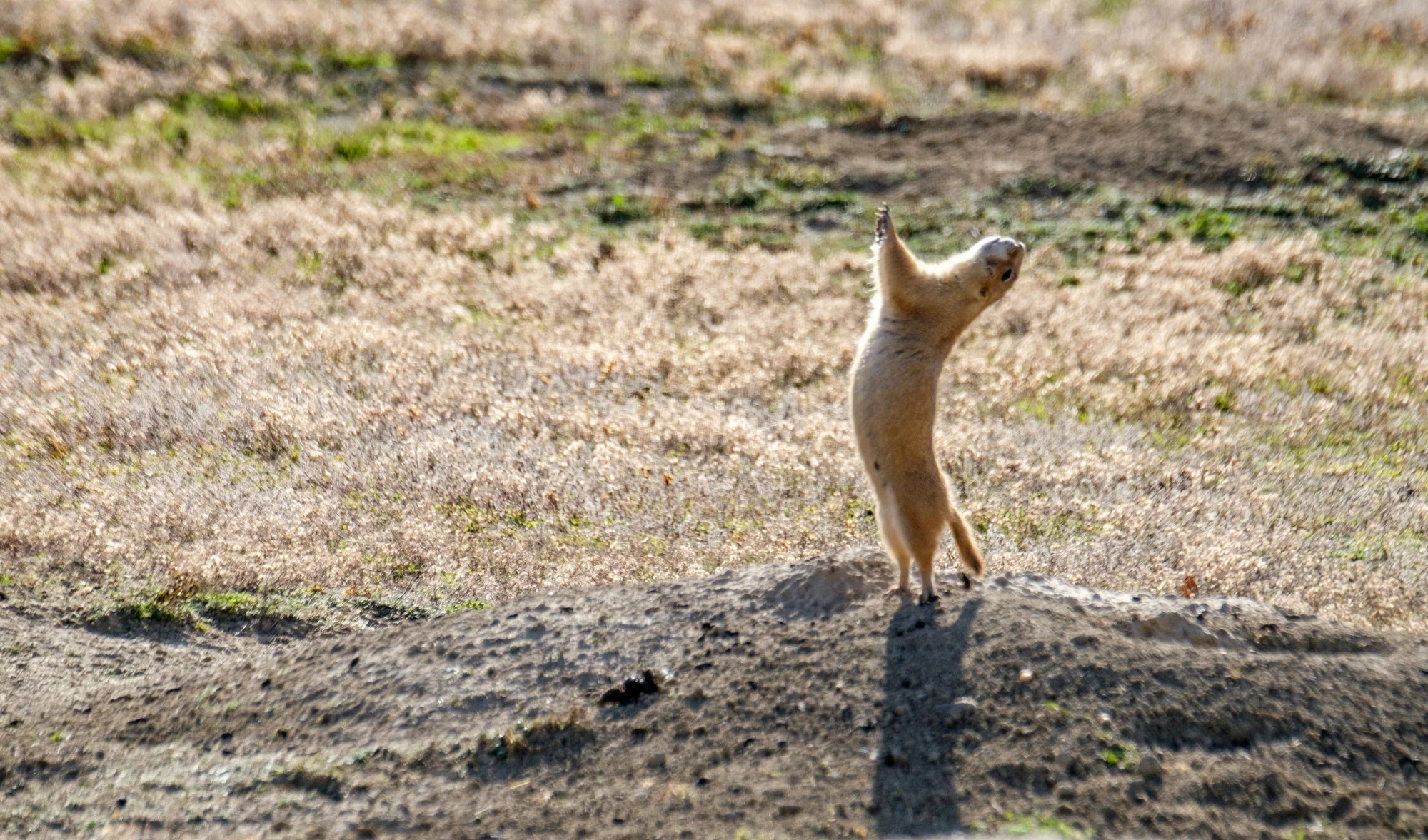 A prairie dog alerting his friends to our presence. 