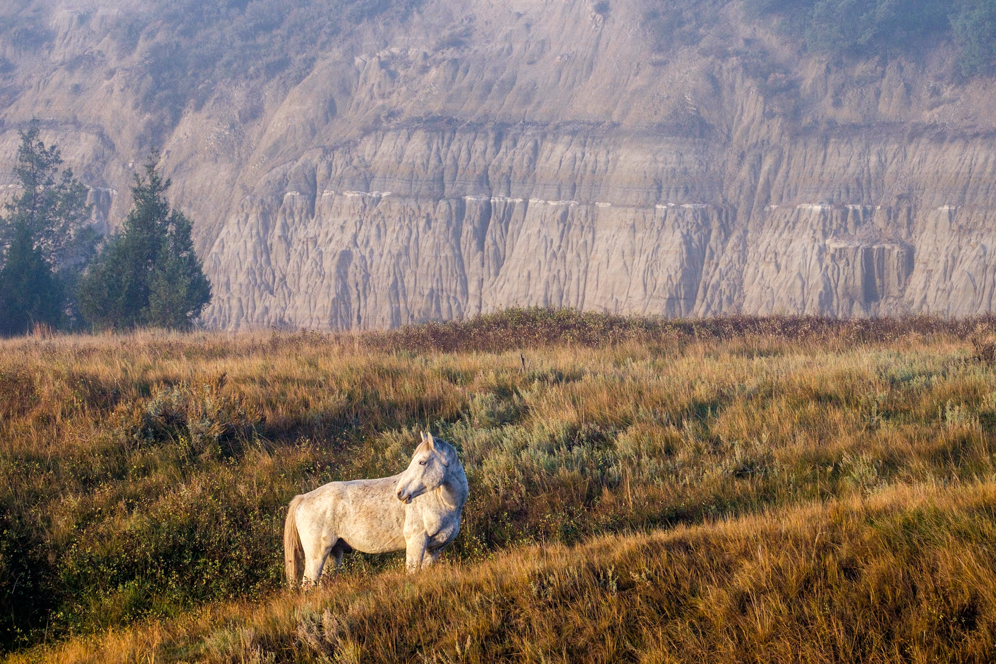 Feral horses at Theodore Roosevelt National Park, most commonly seen in the south unit. 