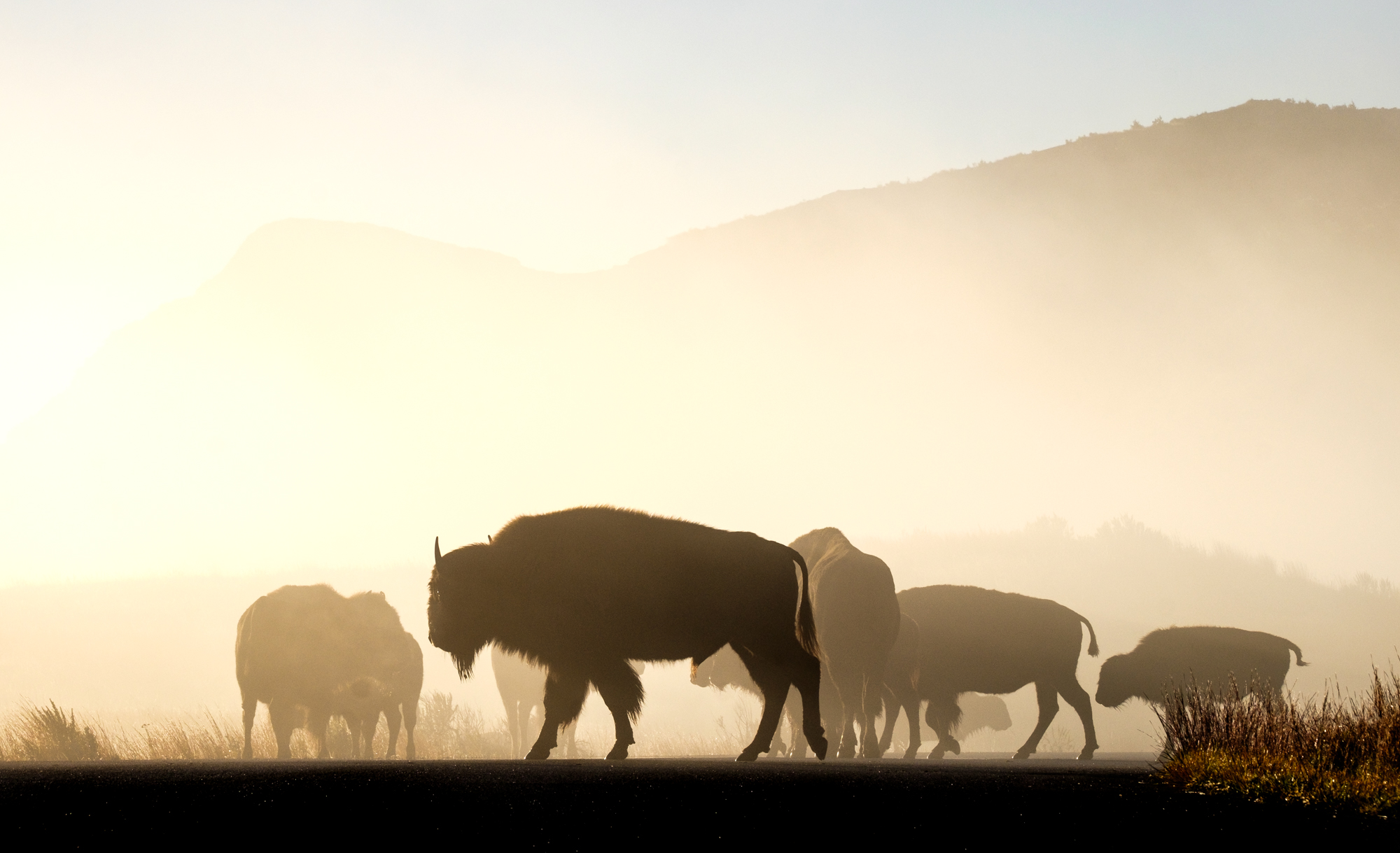  I ran into a very large herd early one morning. 