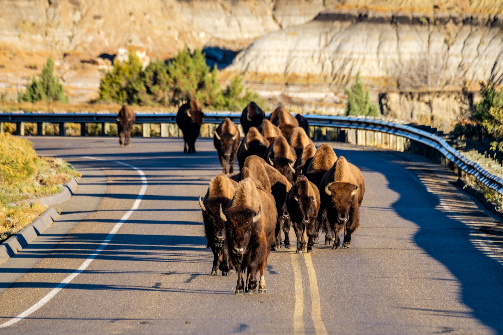  When the bison take to the road, there is nothing to do but wait (and take photos). 