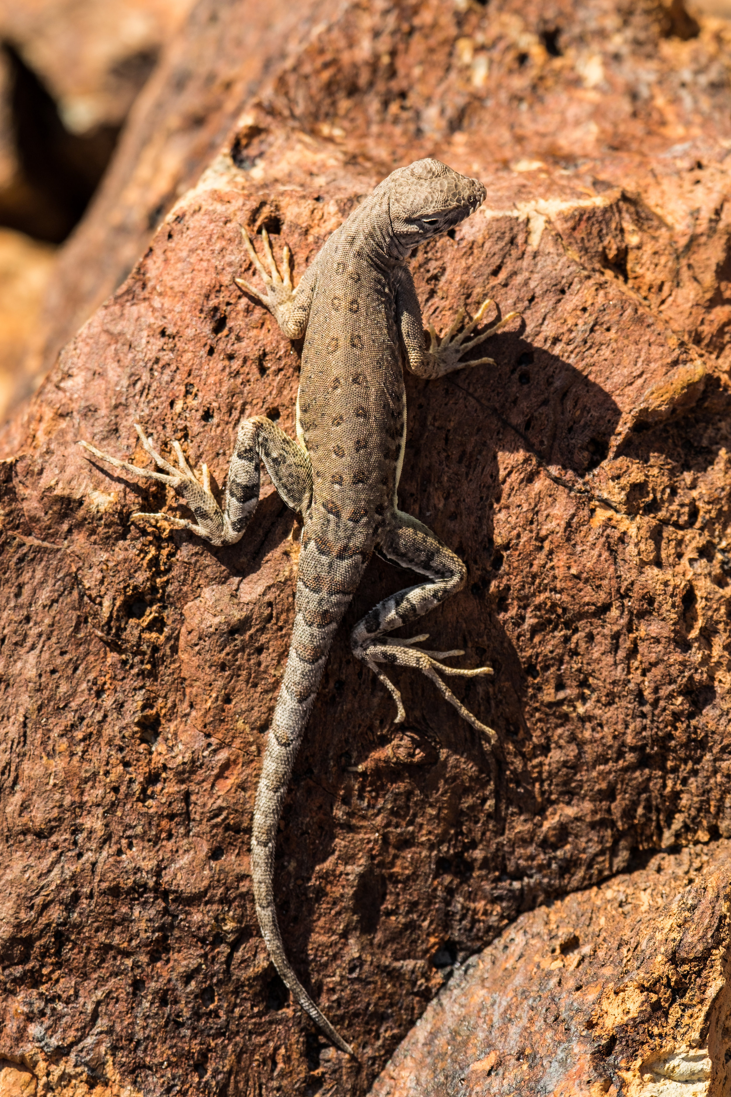 20160225-JI-Big Bend National Park-080-_DSF5604.jpg