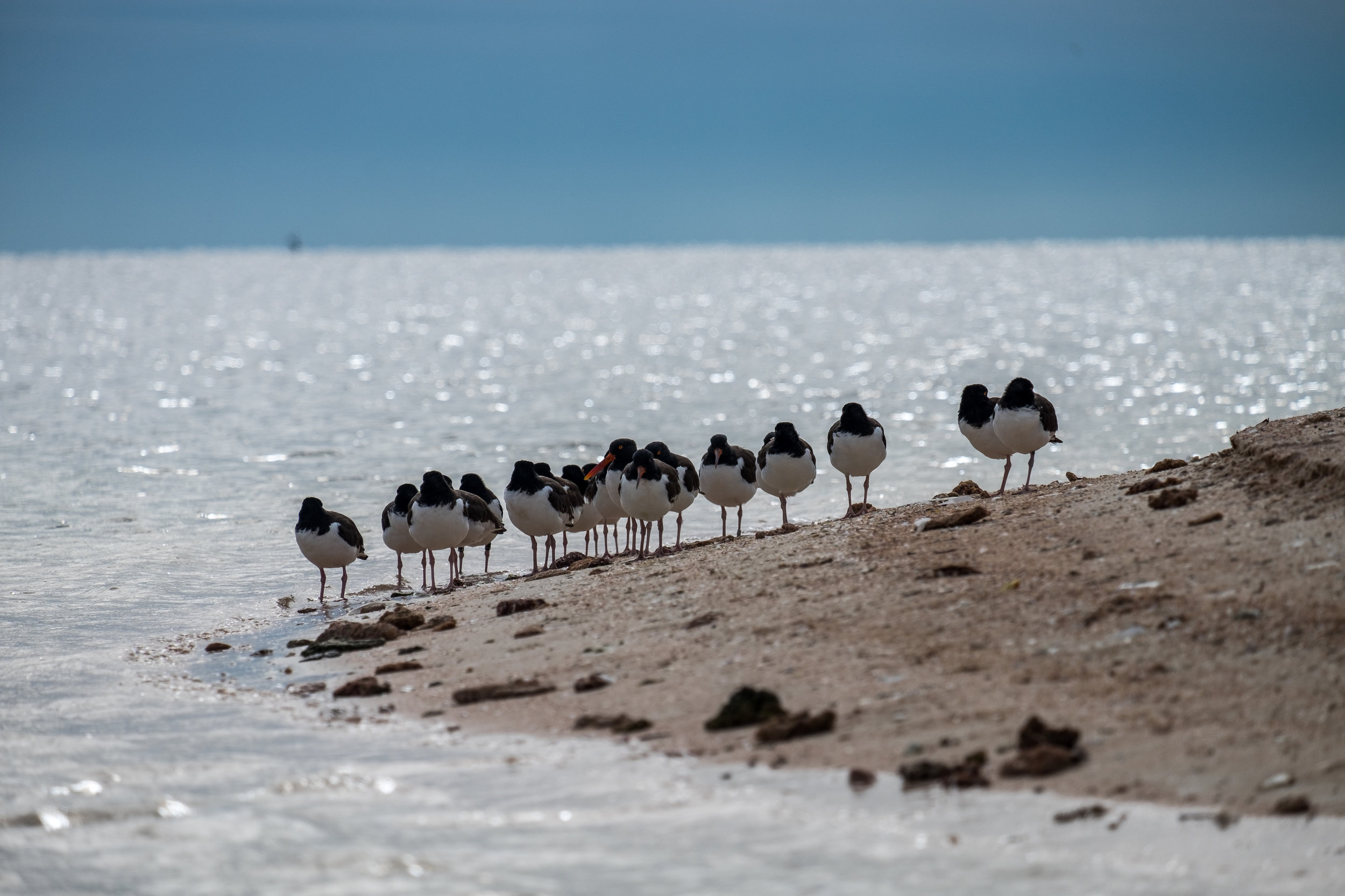 20160104-JI-Everglades-175-_DSF0617.jpg