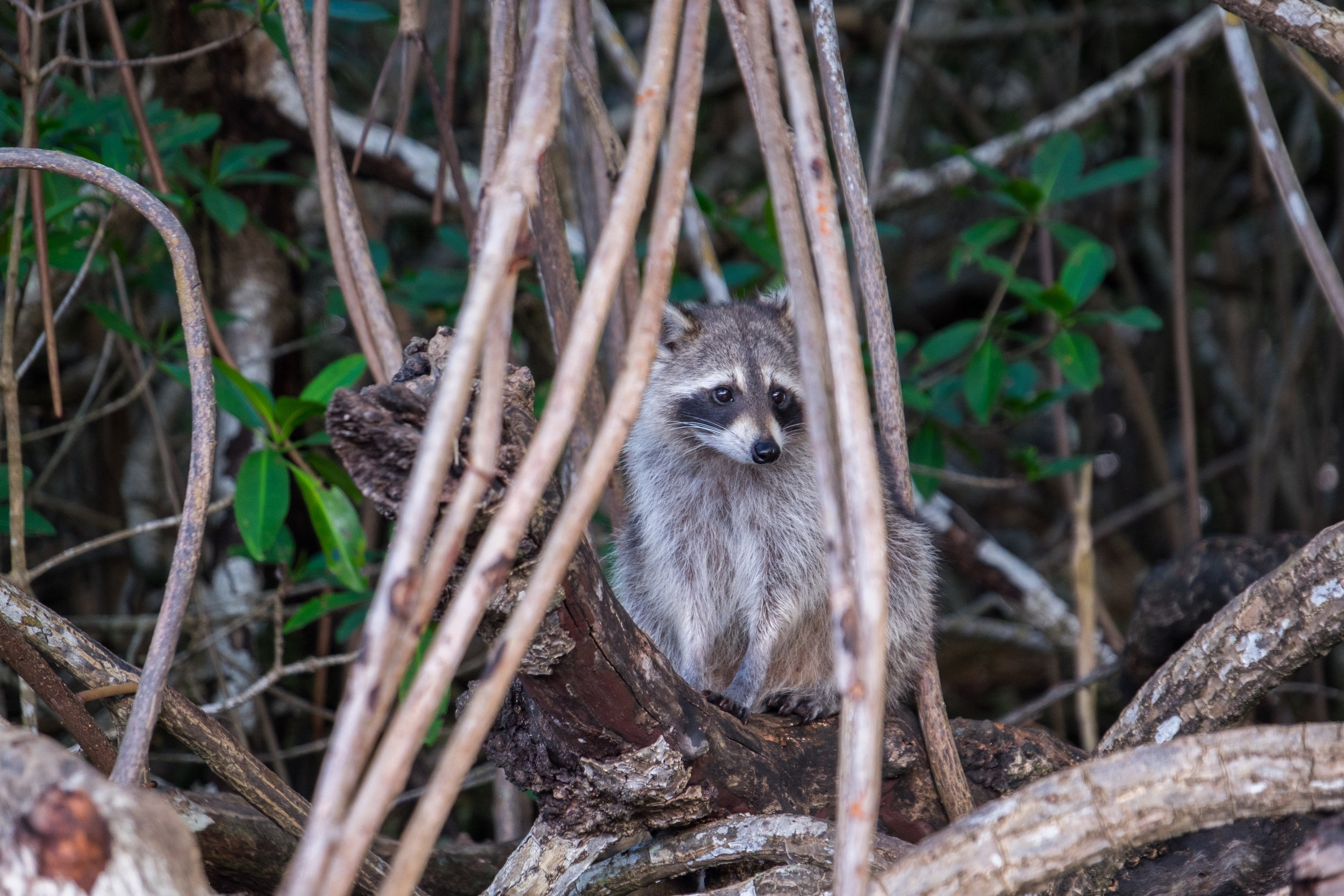 20160106-SP-Everglades-178-_DSF7533.jpg