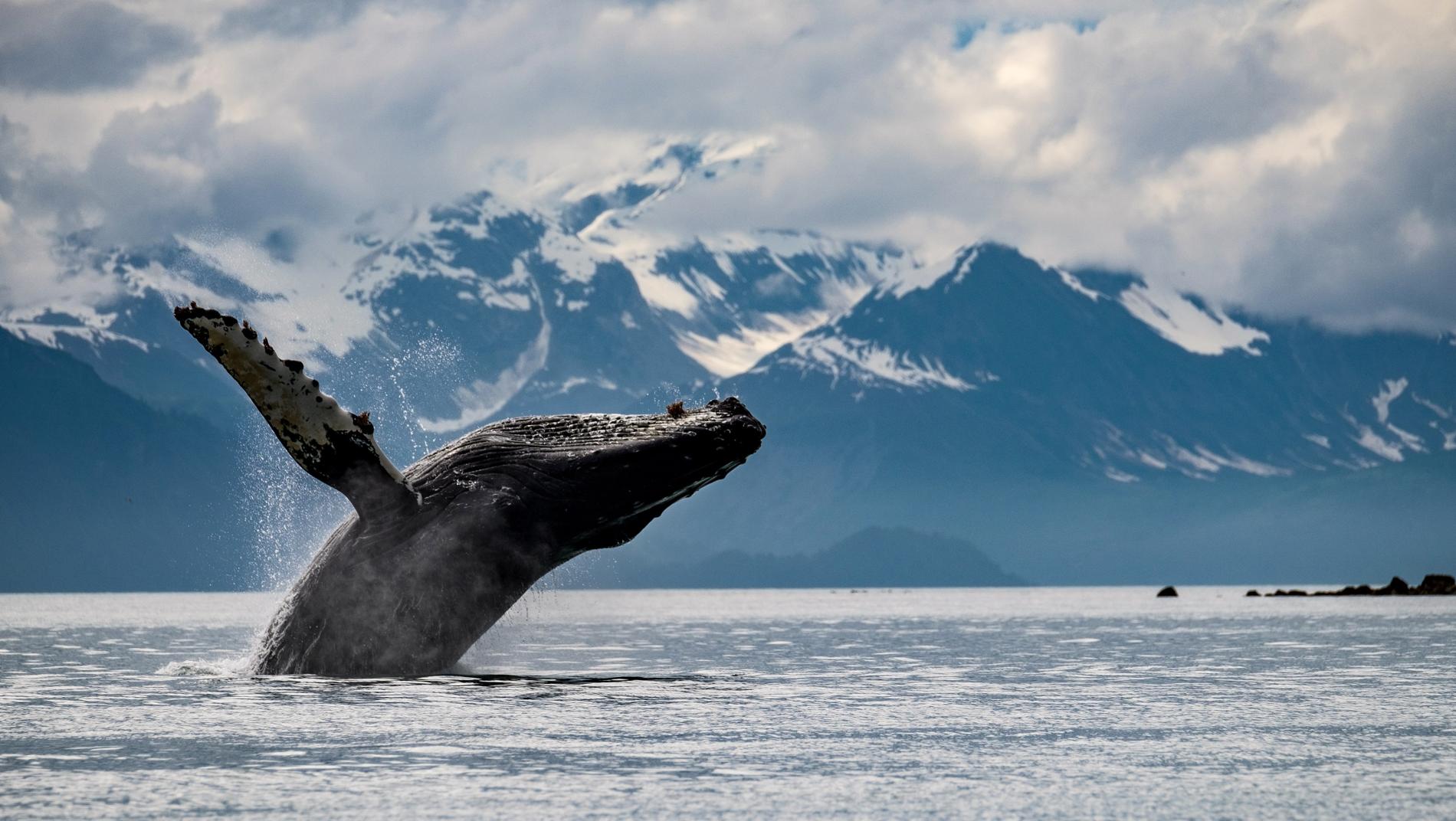 glacier-bay-national-park-icy-strait-humpack-whale-breach.ngsversion.1479478779738.adapt.1900.1.jpg