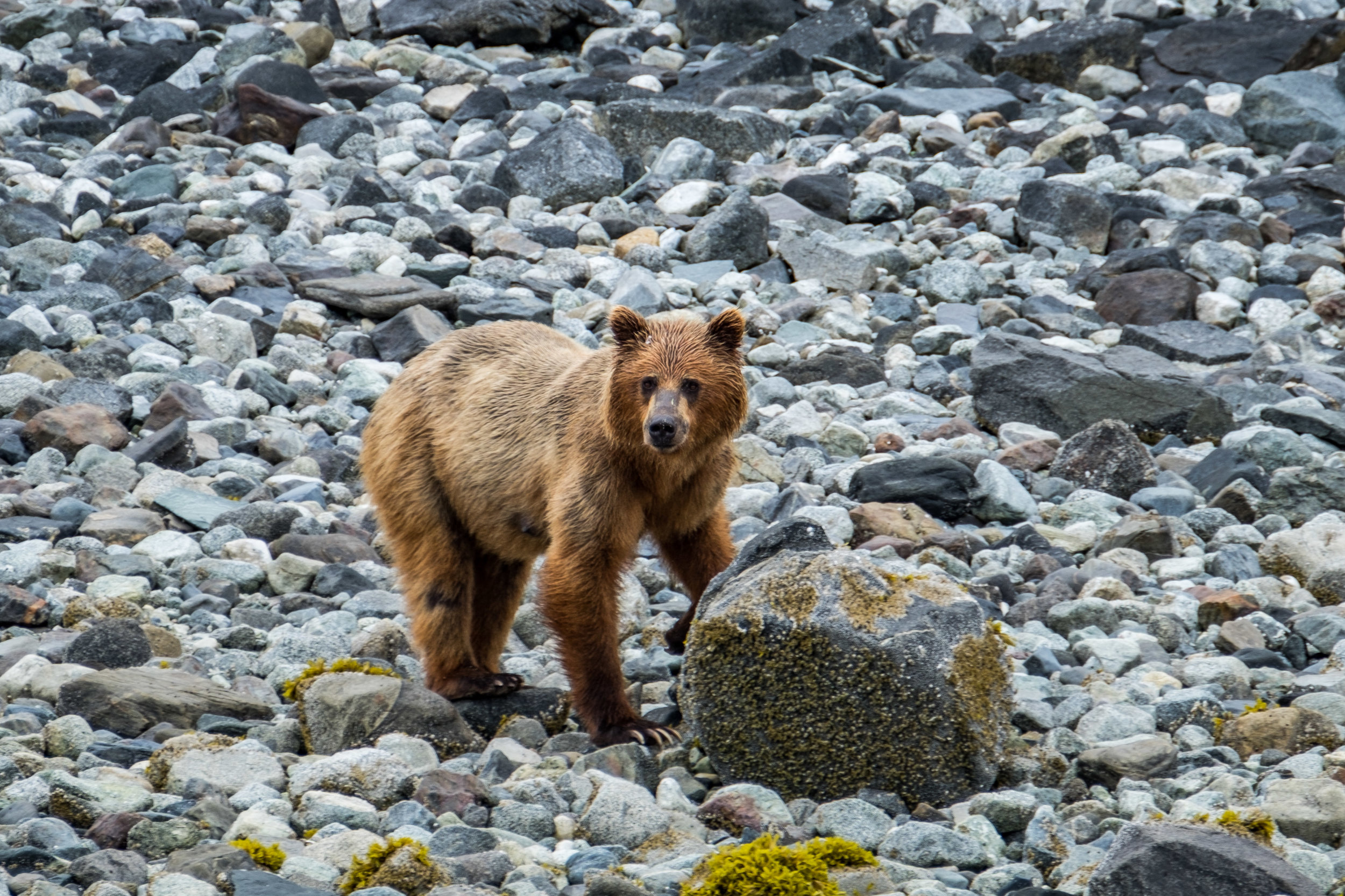 20160627-JI-Glacier Bay National Park-_DSF1838.jpg