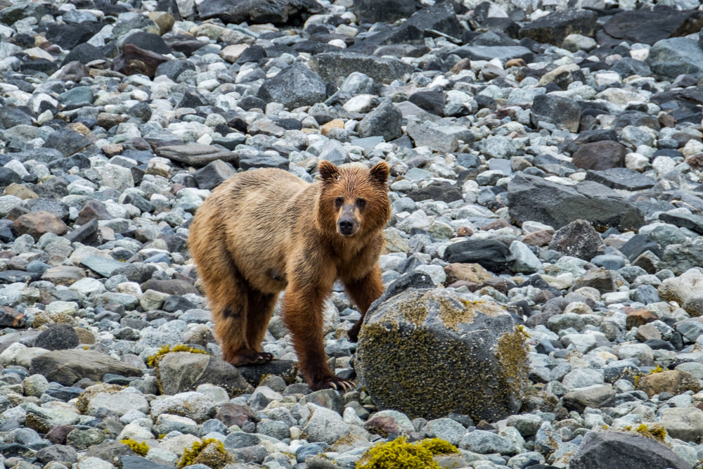 20160627-JI-Glacier Bay National Park-_DSF1838.jpg