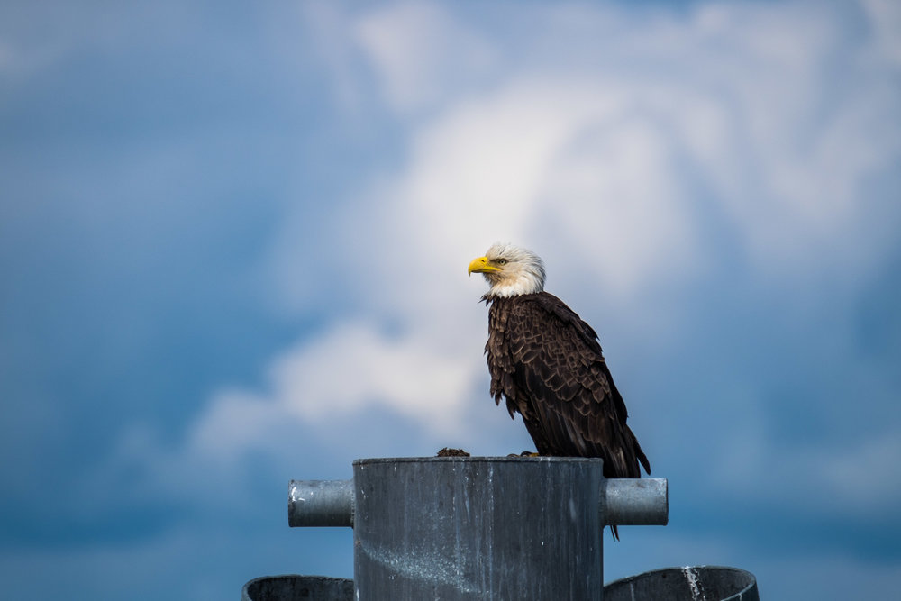 20160628-JI-Glacier Bay National Park-_DSF2369.jpg