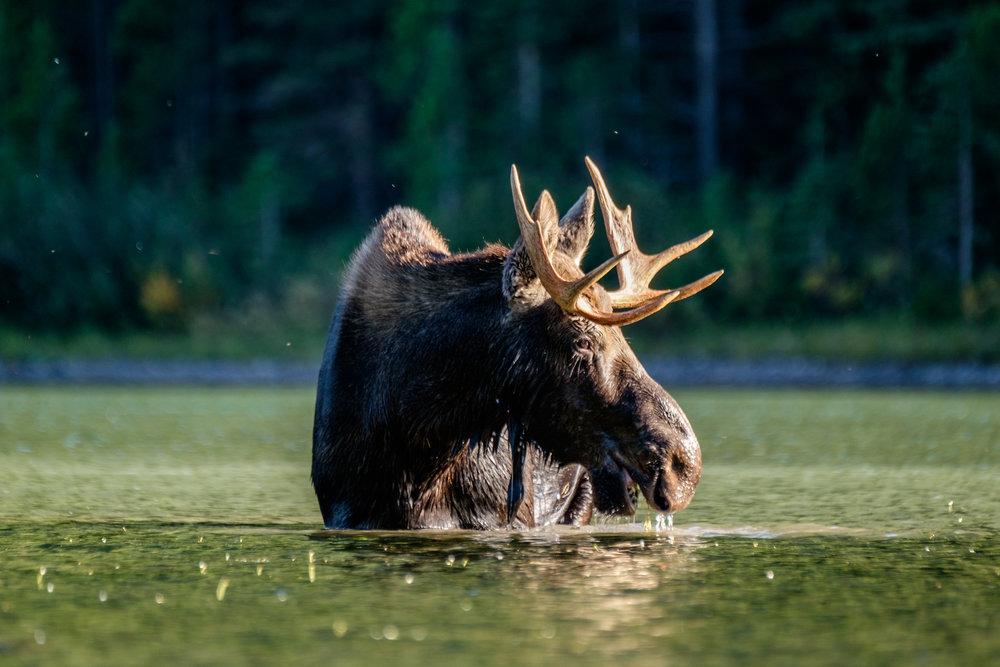  Fisherap Lake is a great place to see moose feeding in the late afternoon. 