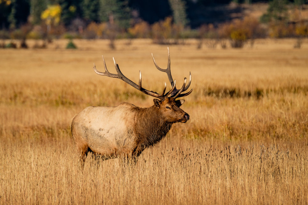 20161003-JI-Rocky Mountain National Park-_DSF1786.jpg