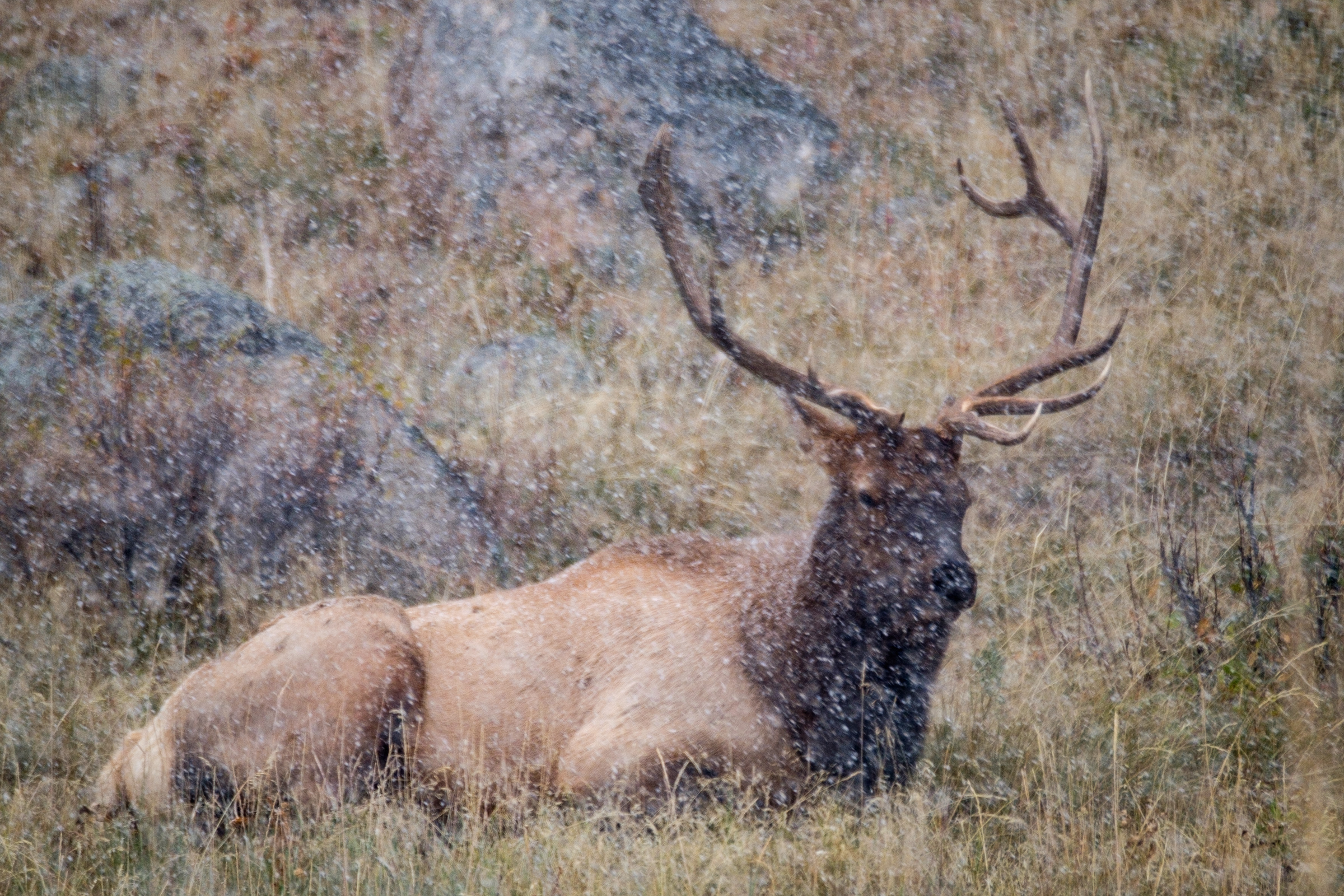 20161006-JI-Rocky Mountain National Park-_DSF2515.jpg