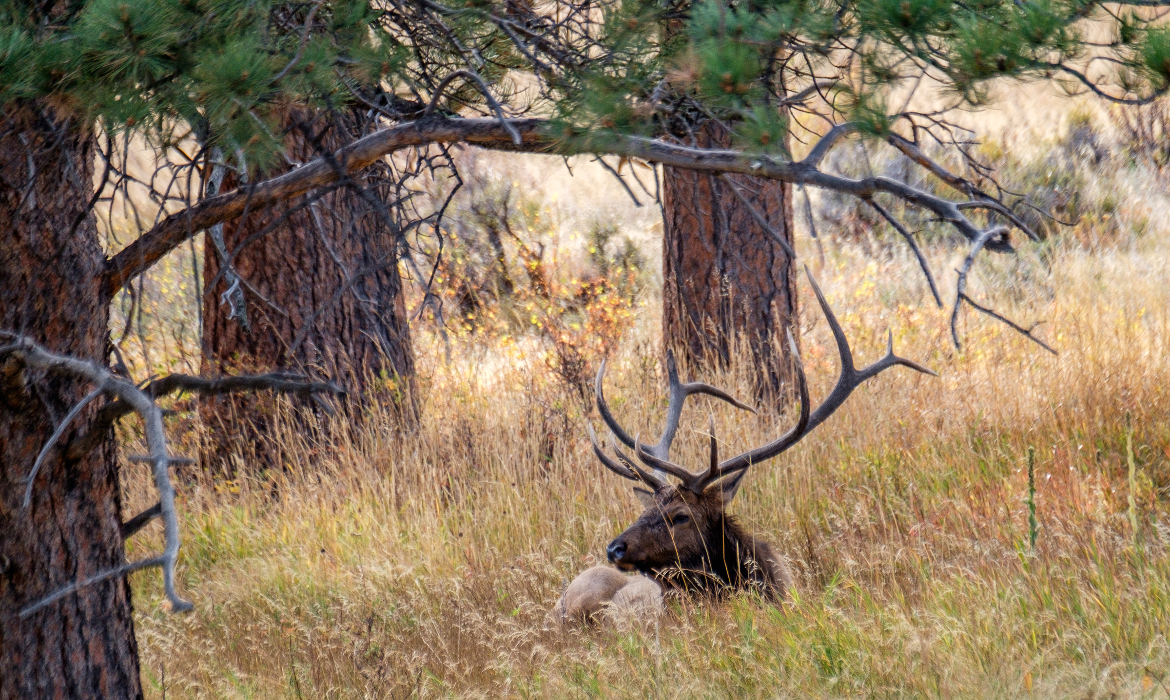 20161006-JI-Rocky Mountain National Park-_DSF2694.jpg