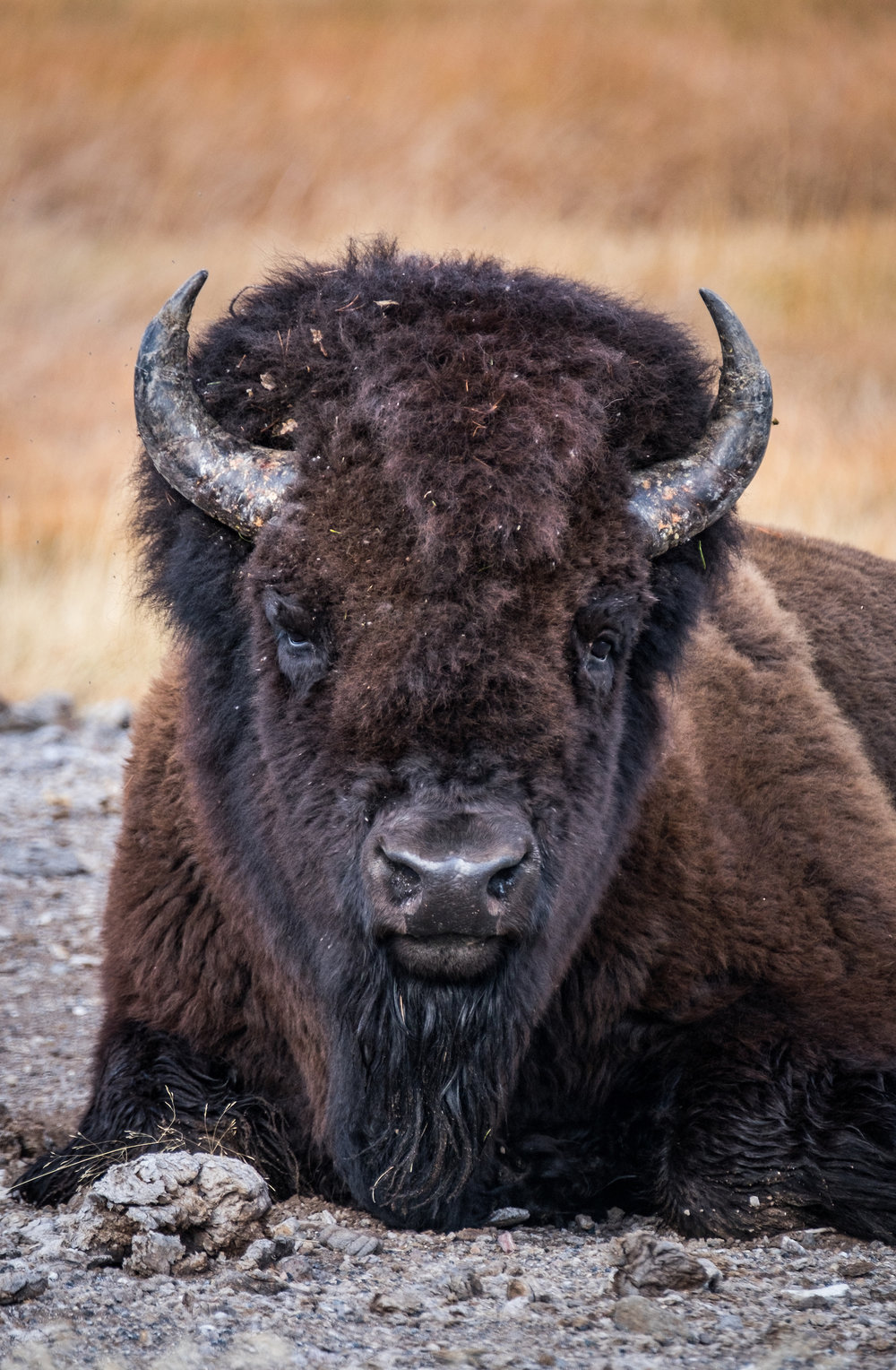 20160921-JI-Yellowstone National Park-_DSF7916 copy.jpg