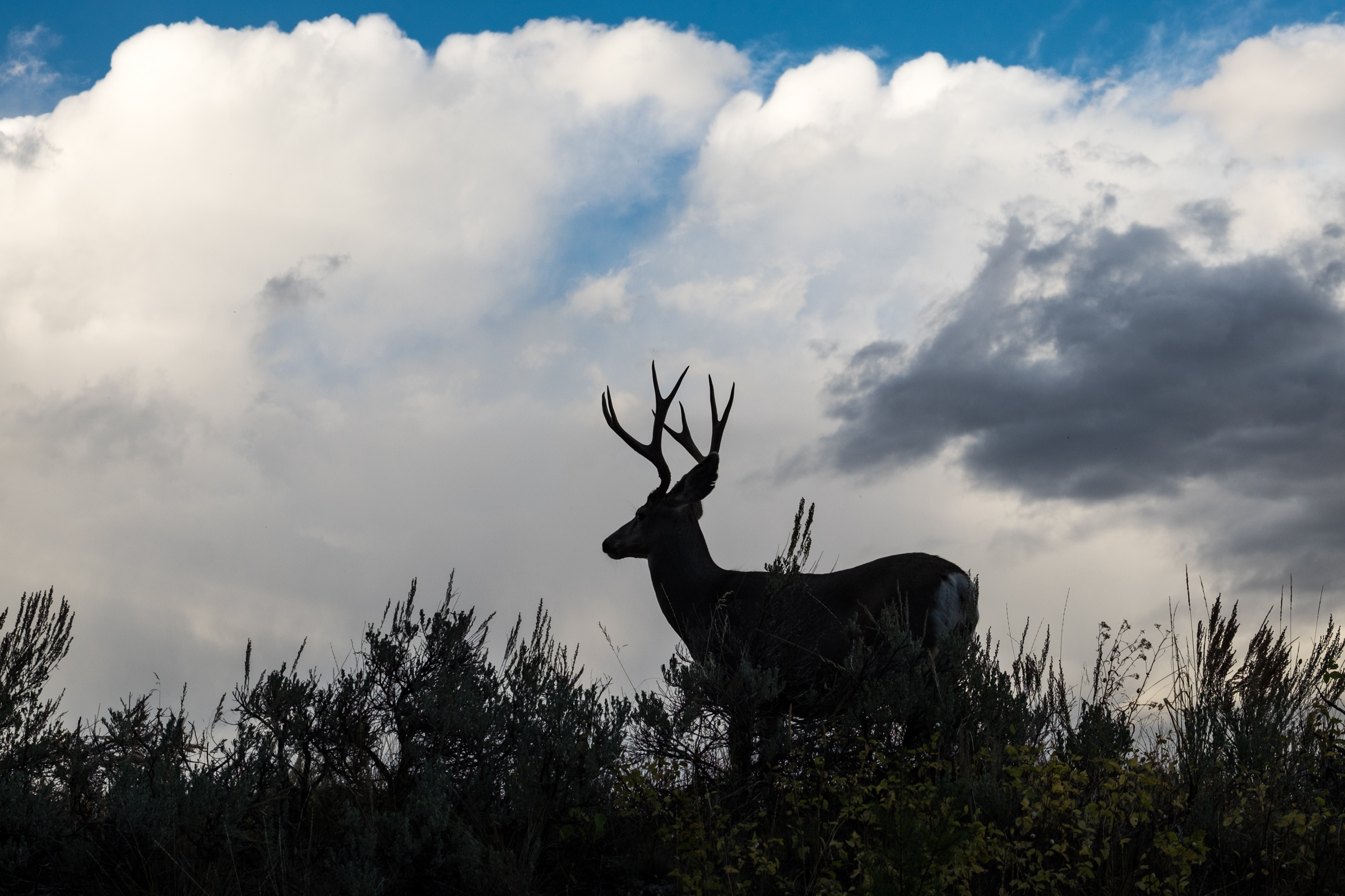 20160919-SP-Yellowstone National Park-_DSF6704.jpg