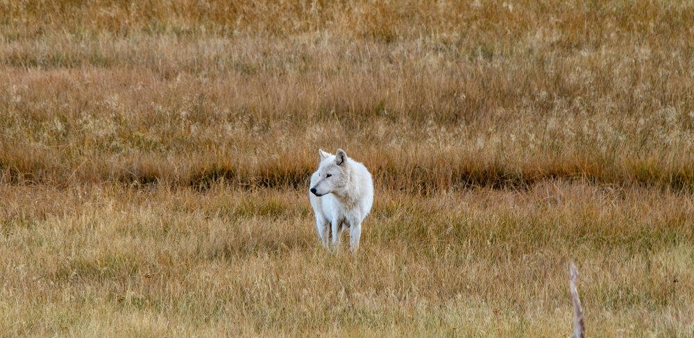  Wolves are not easy to spot in the park, so you can imagine how excited we were to stumble upon this beautiful white wolf one late afternoon. 