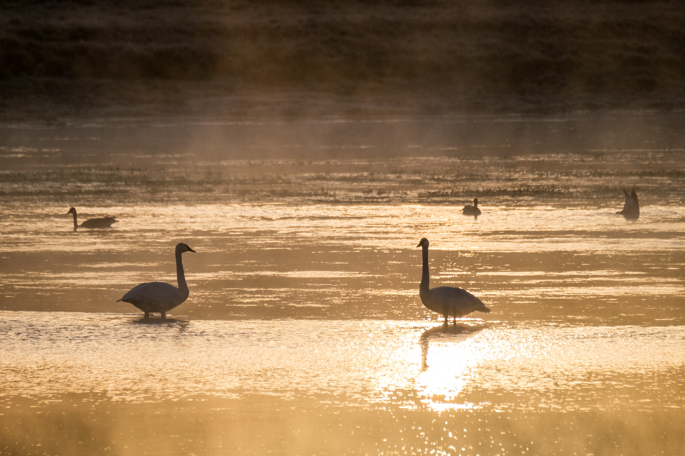 20160921-JI-Yellowstone National Park-_DSF7830.jpg