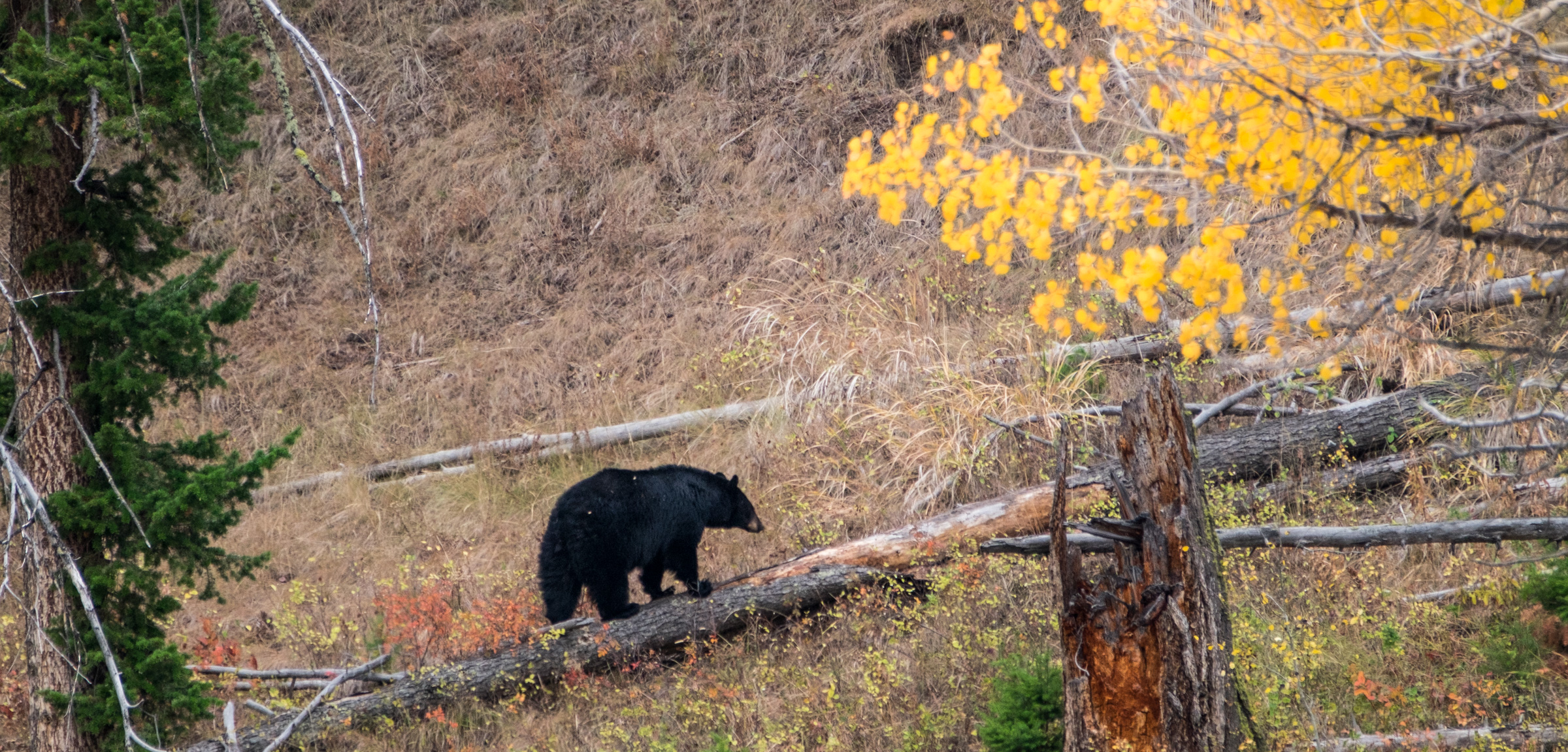 20160922-JI-Yellowstone National Park-_DSF8868.jpg