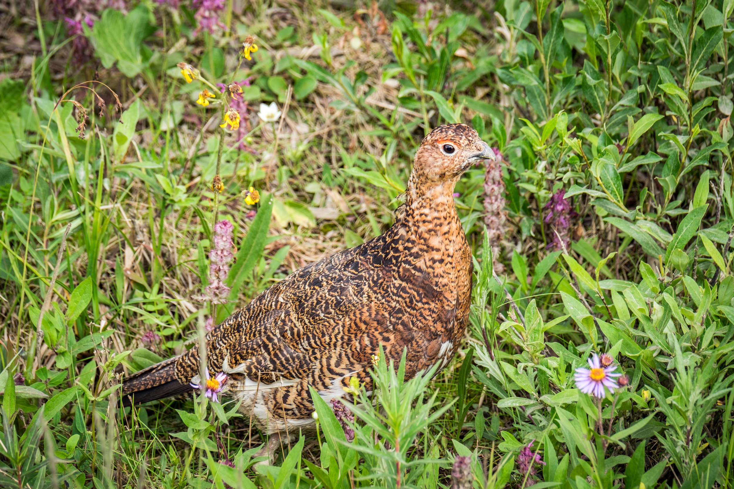 20160705-JI-Denali National Park-_DSF4316.jpg