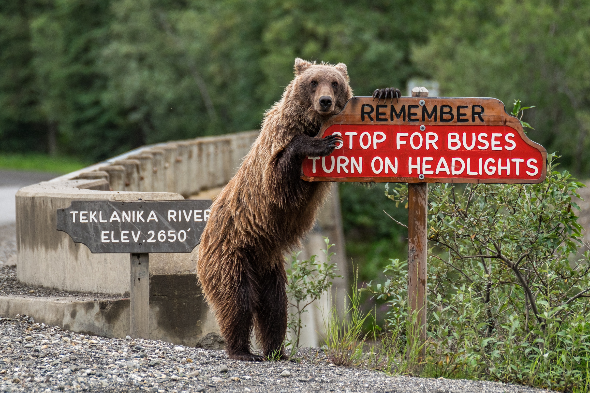 20160723-JI-Denali National Park-_DSF5085.jpg