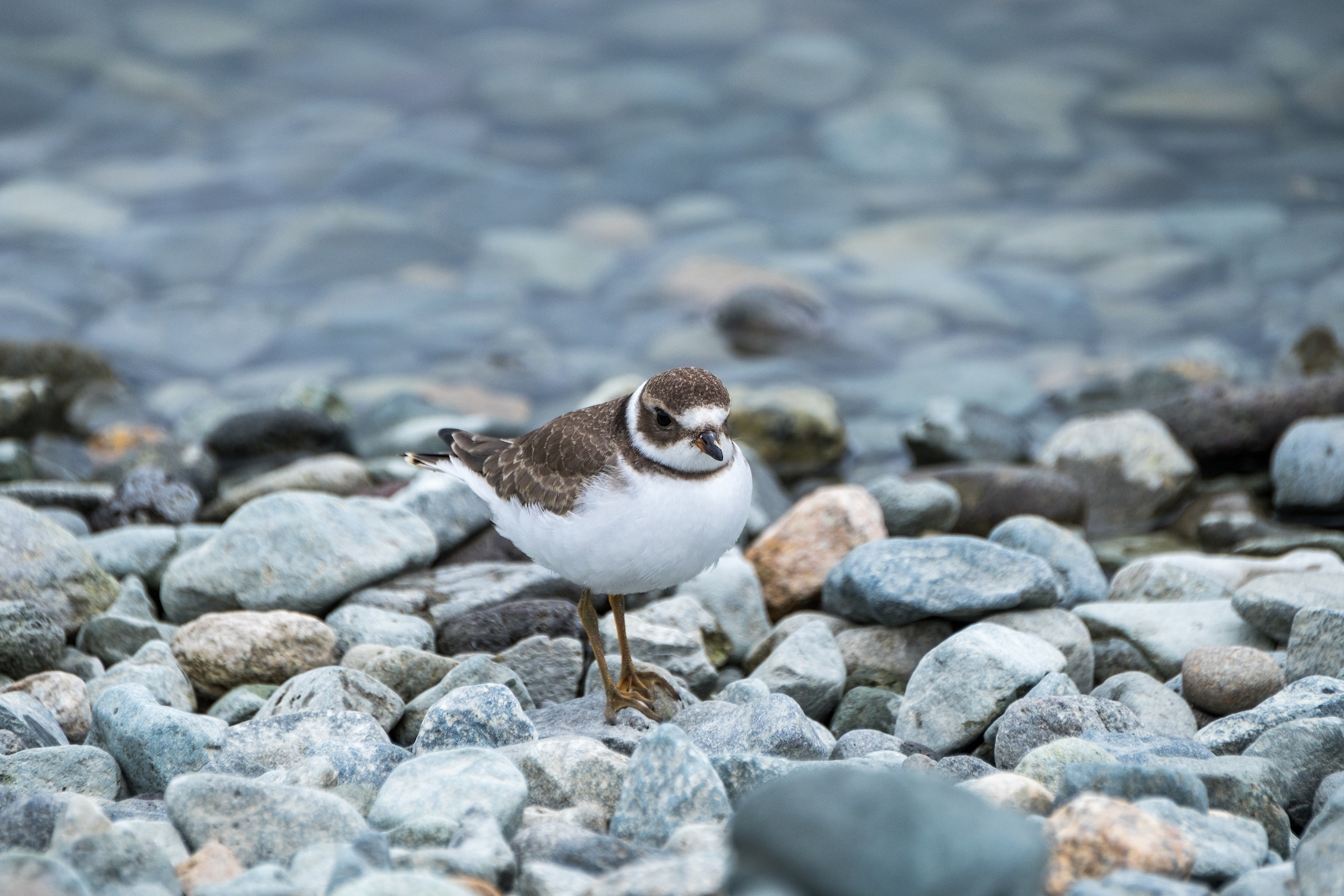 20160817-JI-Lake Clark National Park-_DSF0623.jpg