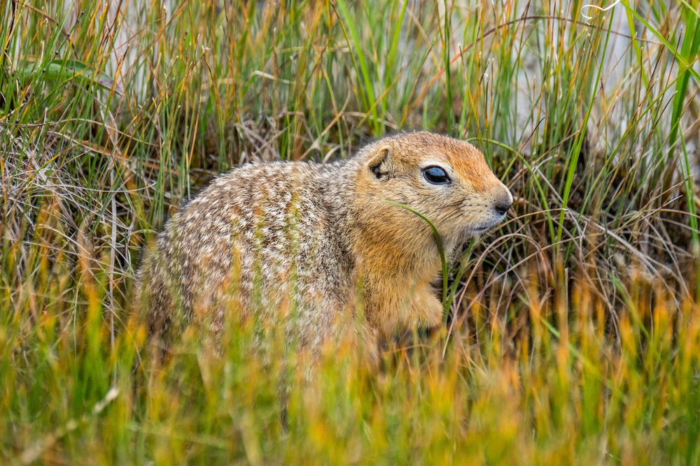 20160817-JI-Lake Clark National Park-_DSF0634.jpg