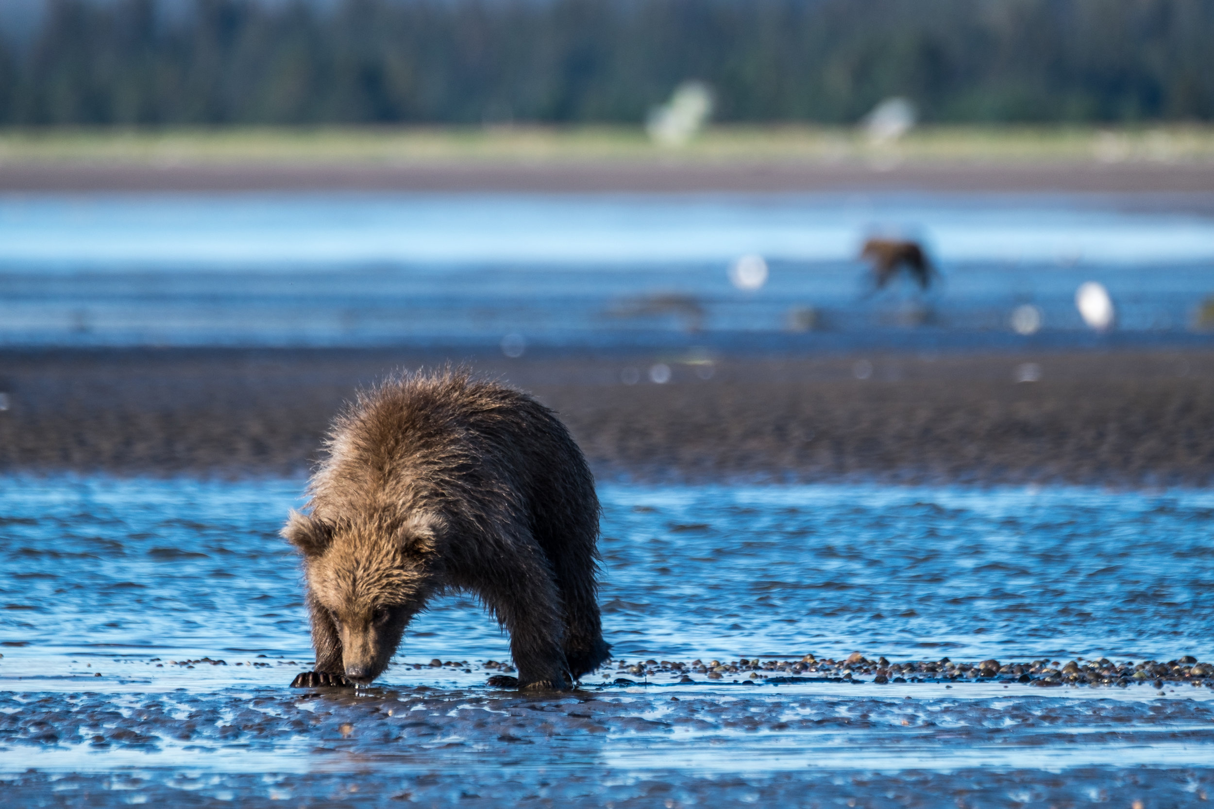  We immediately saw a mom with some cubs hunting for spawning salmon. 