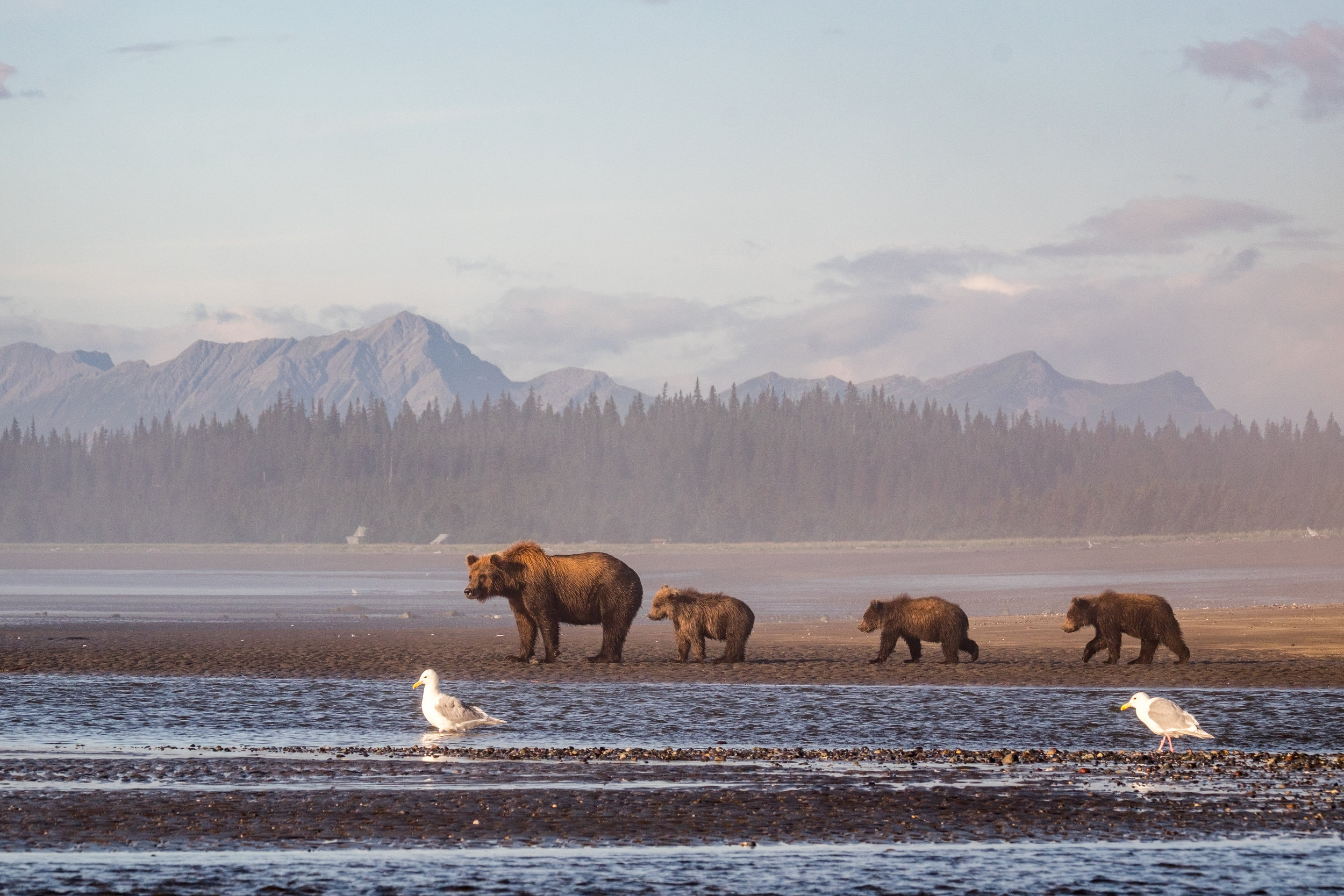  mom with cubs in tow. 