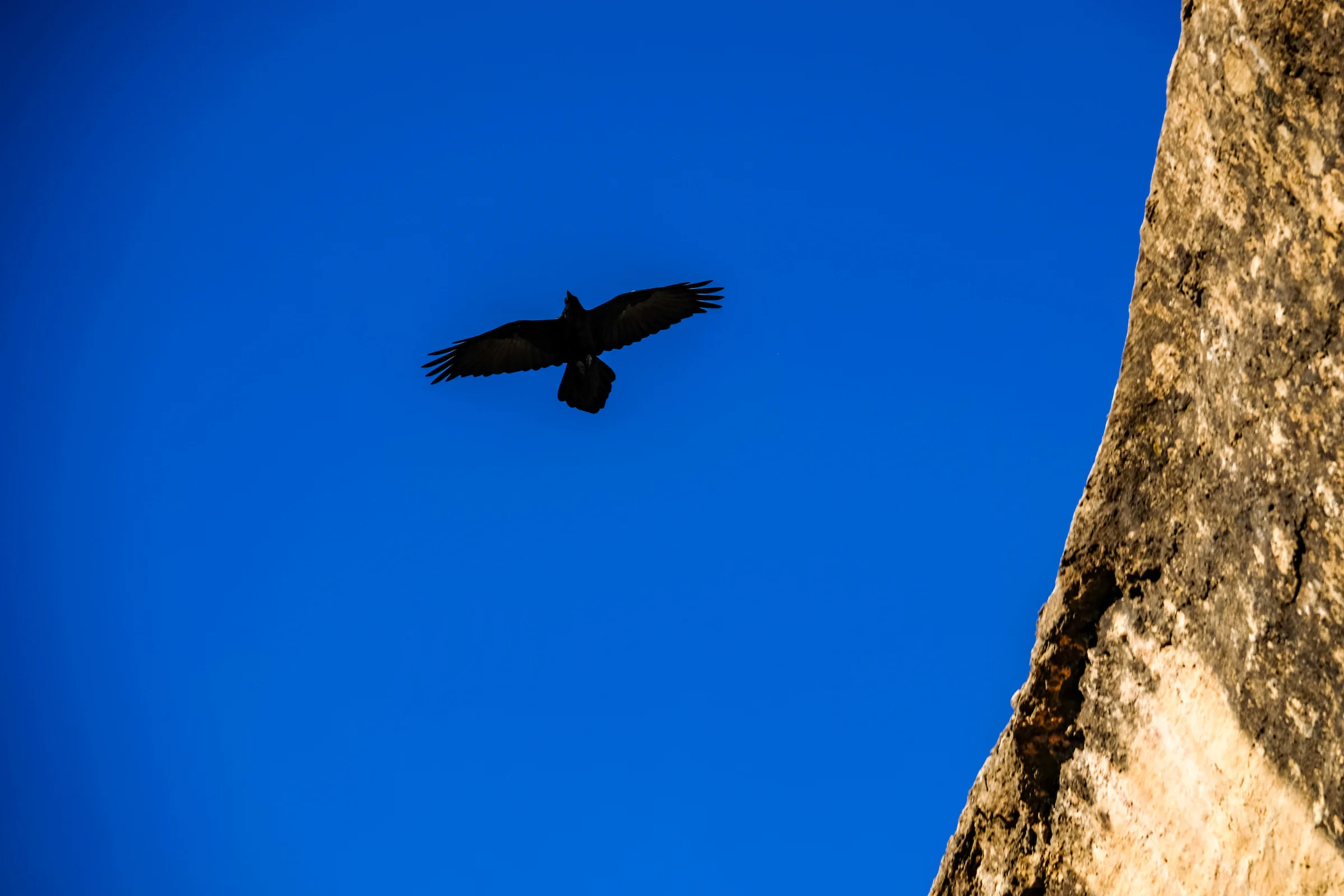 A raven flies overhead at Cliff Palace, said to be a good omen to natives in the area. 